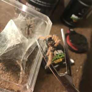 Removed the molt