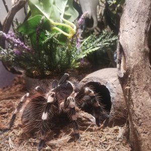 My lovely acanthoscurria geniculata