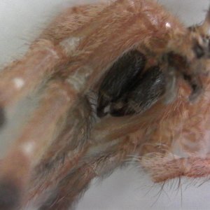 P. gigas chelicerae and fangs, close up