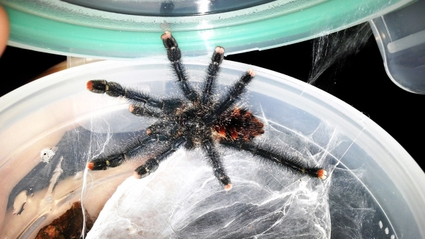 0.0.1 Avicularia azuraklaasi
