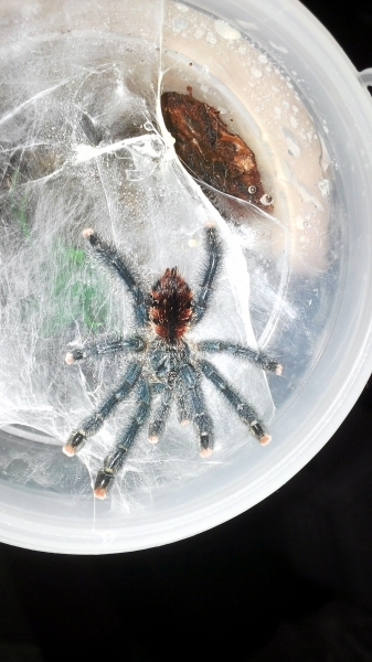 0.0.1 Avicularia azuraklaasi