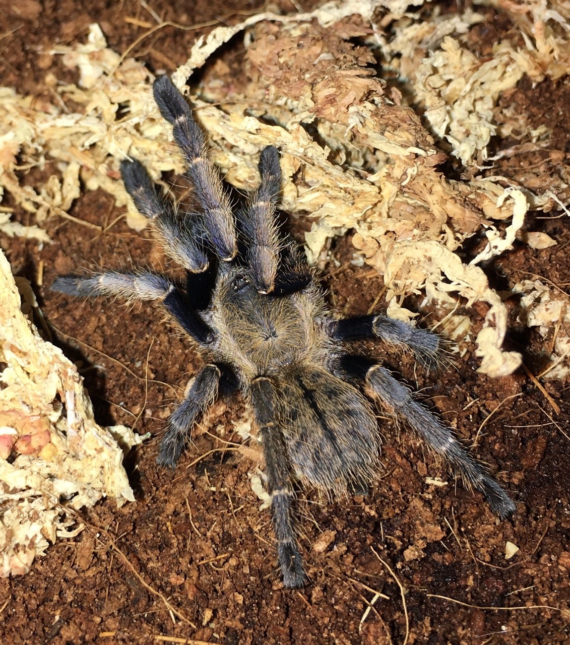 0.0.1 Ornithoctonus aureotibialis