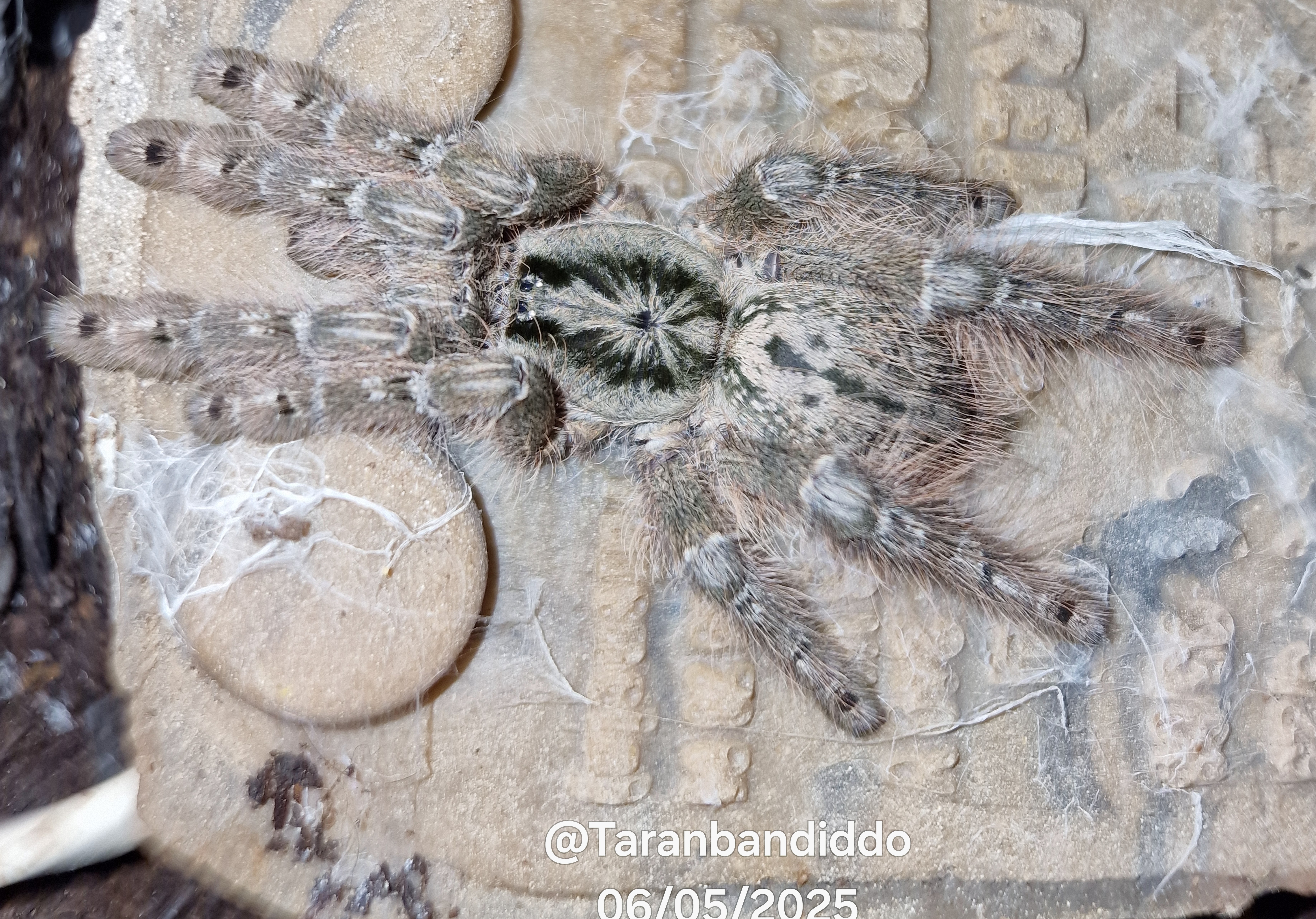 0.1. ♀️Heteroscodra Maculata