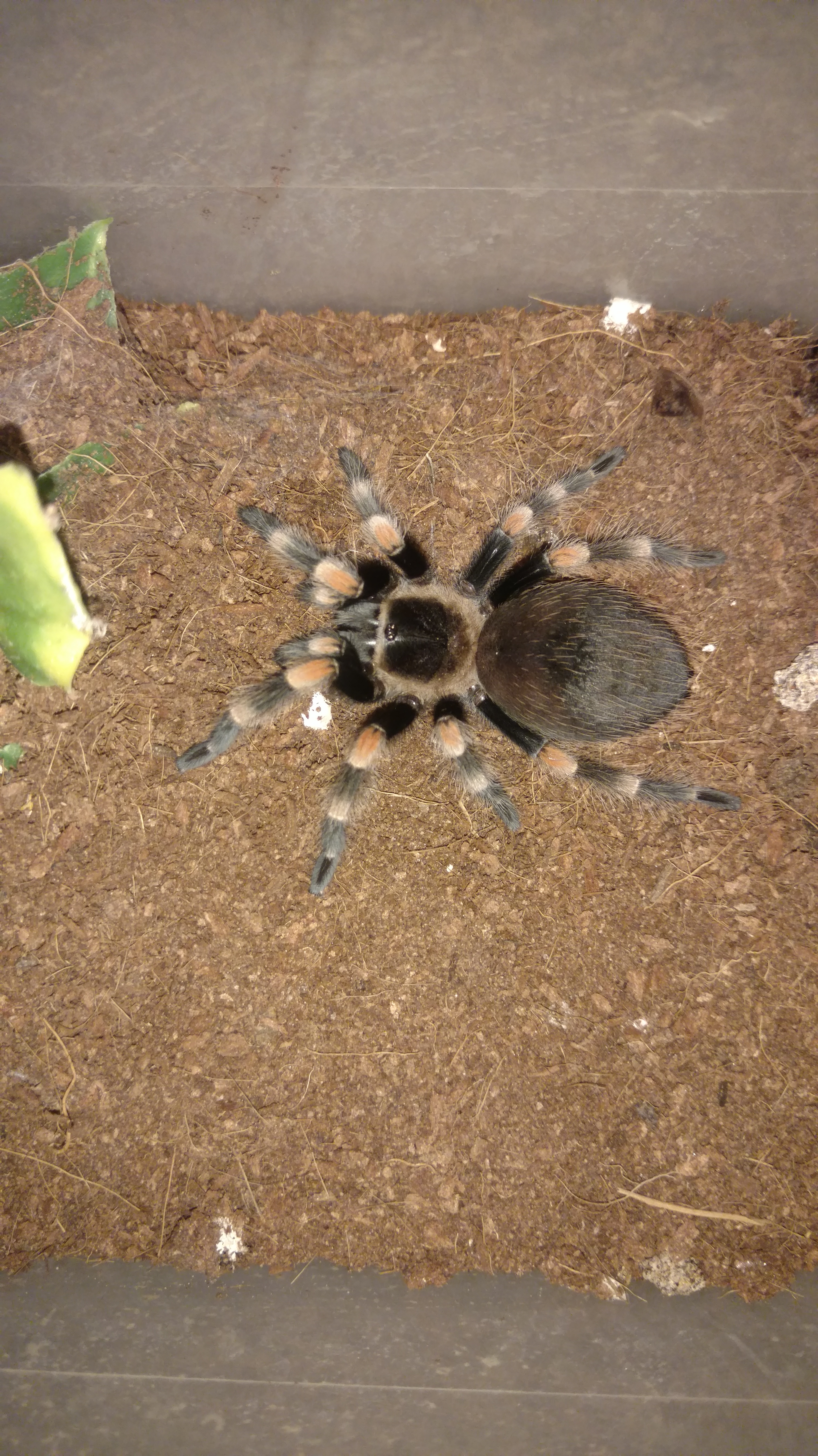 0.1 3" B. smithi