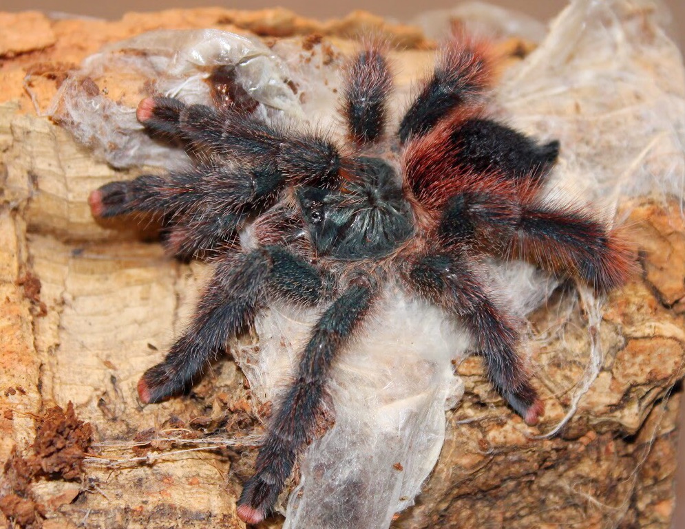 0.1 A. braunshauseni