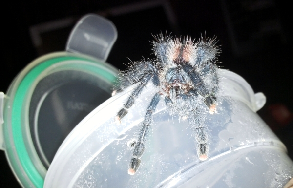 0.1 Avicularia avicularia