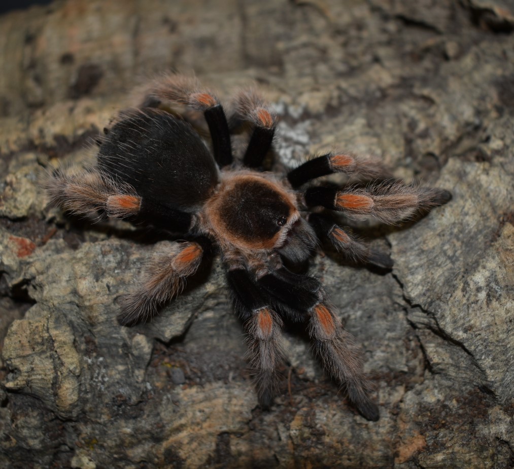 0.1 Brachypelma baumgarteni