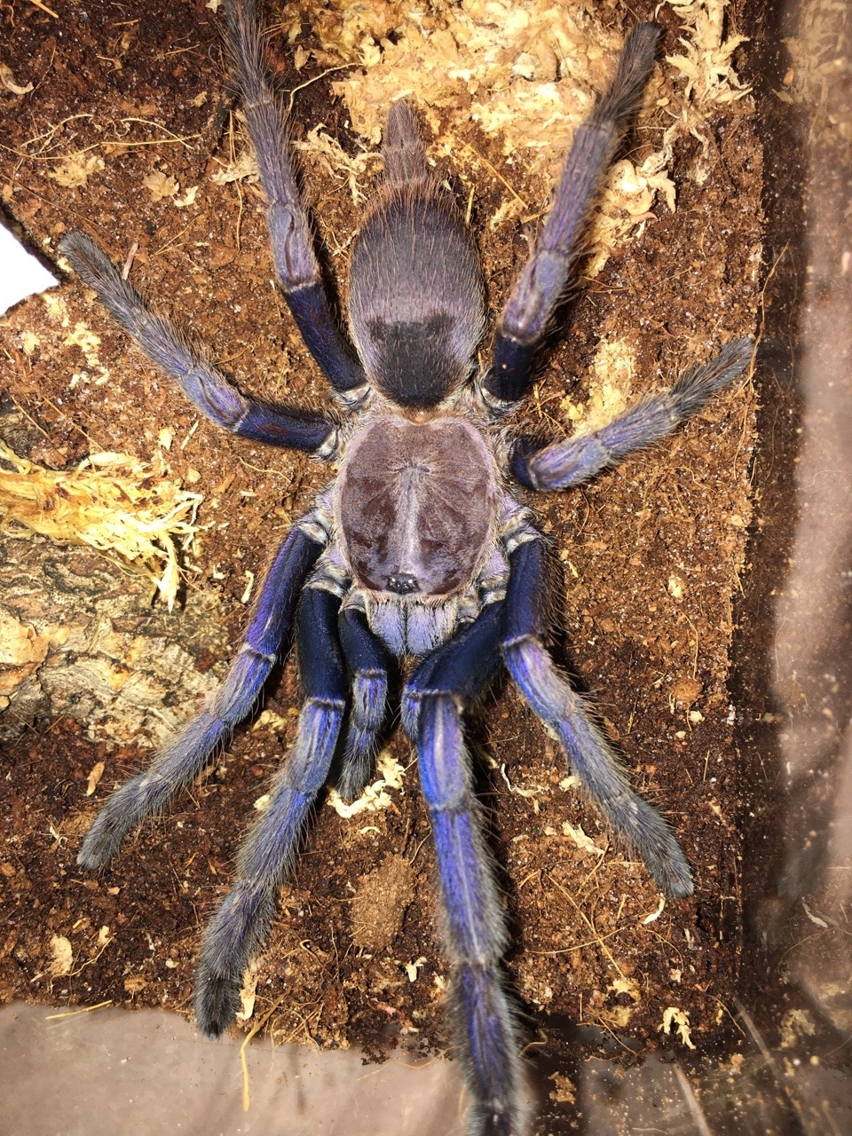 0.1 Chilobrachys sp. "Vietnam Blue"