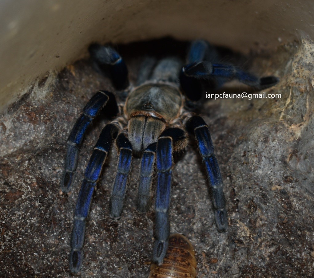 0.1 Cyriopagopus lividus