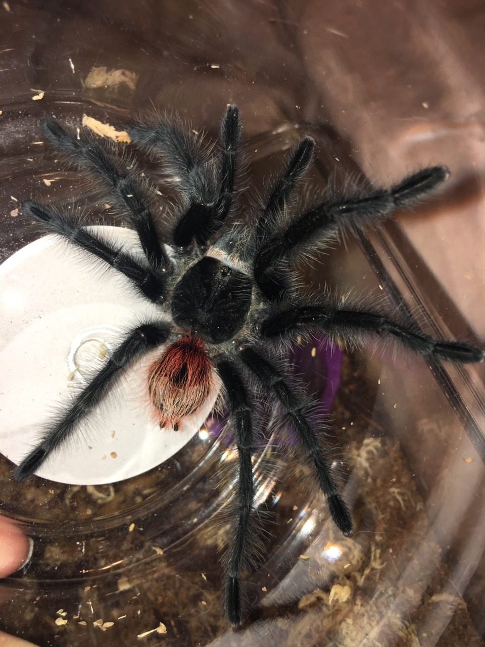 0.1 Grammostola iheringi