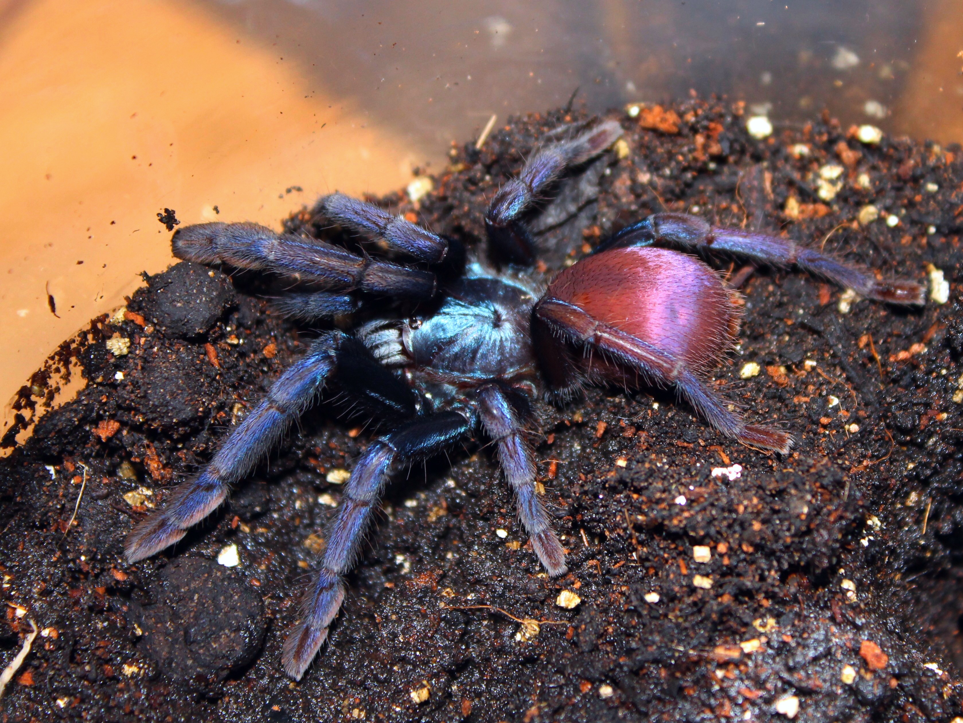 0.1 Haploclastus devamatha