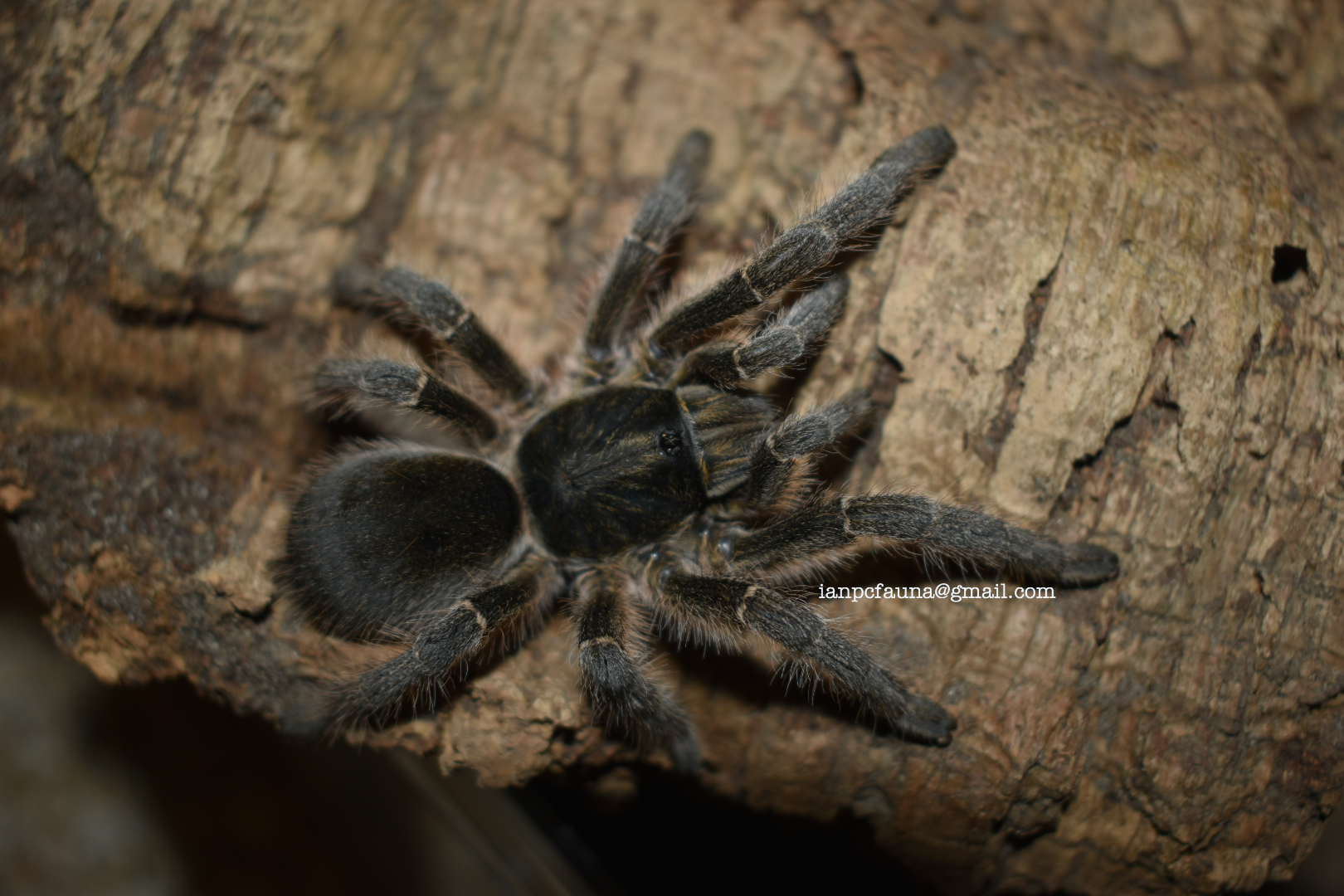 0.1 Harpactira hamiltoni | Tarantula Forum