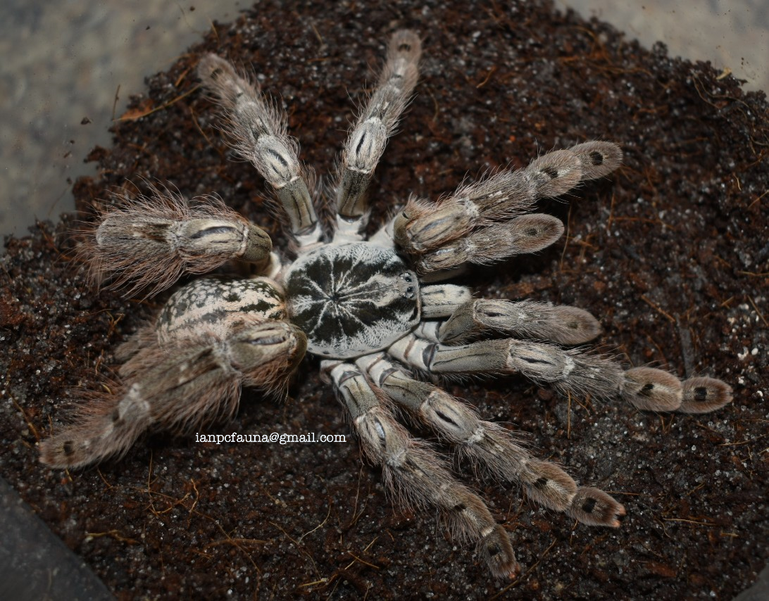 0.1 Heteroscodra maculata