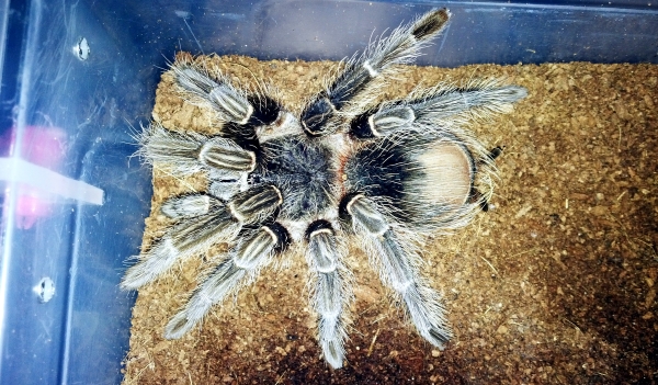 0.1 Lasiodora parahybana