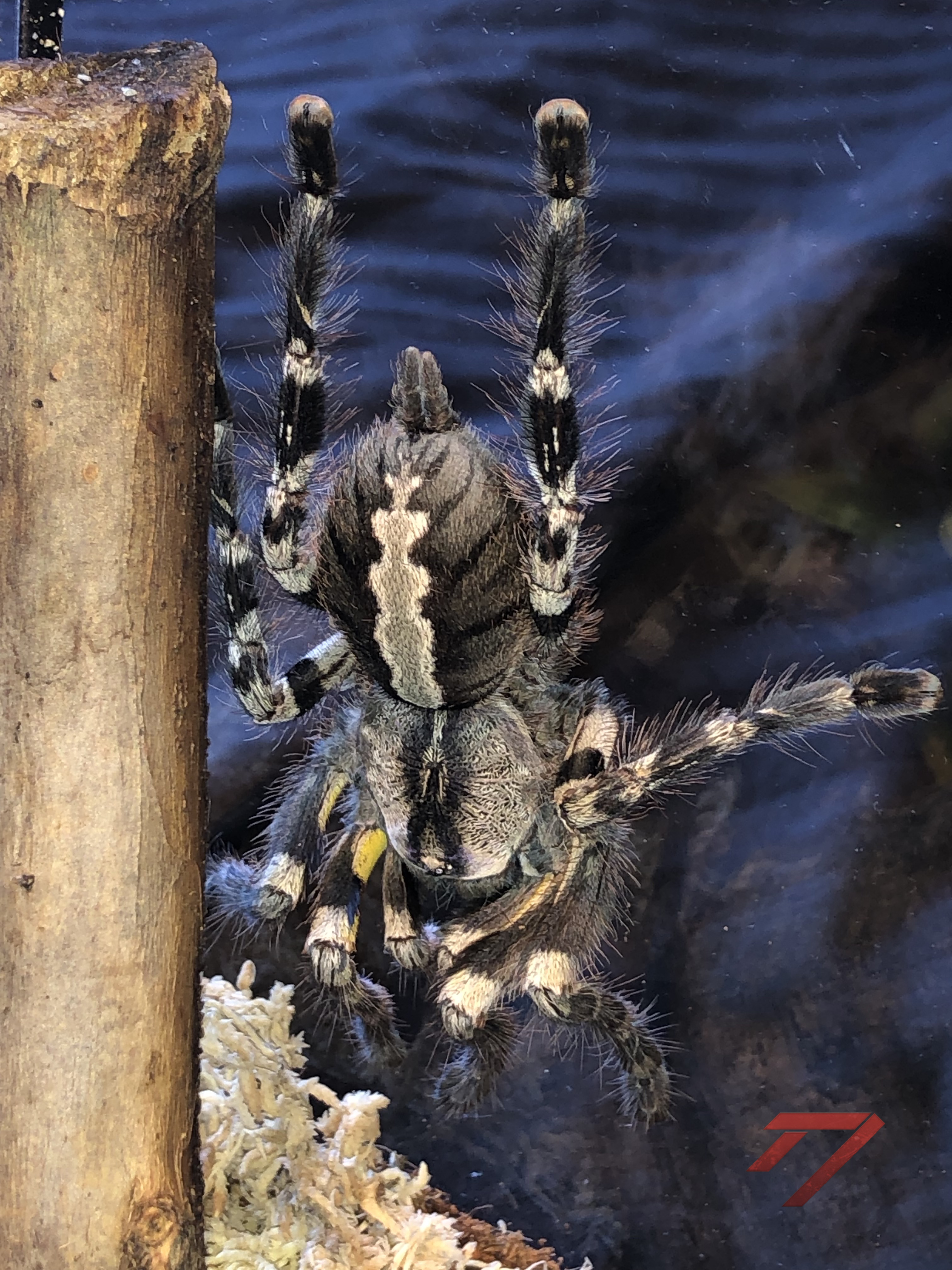 0.1 P. regalis
