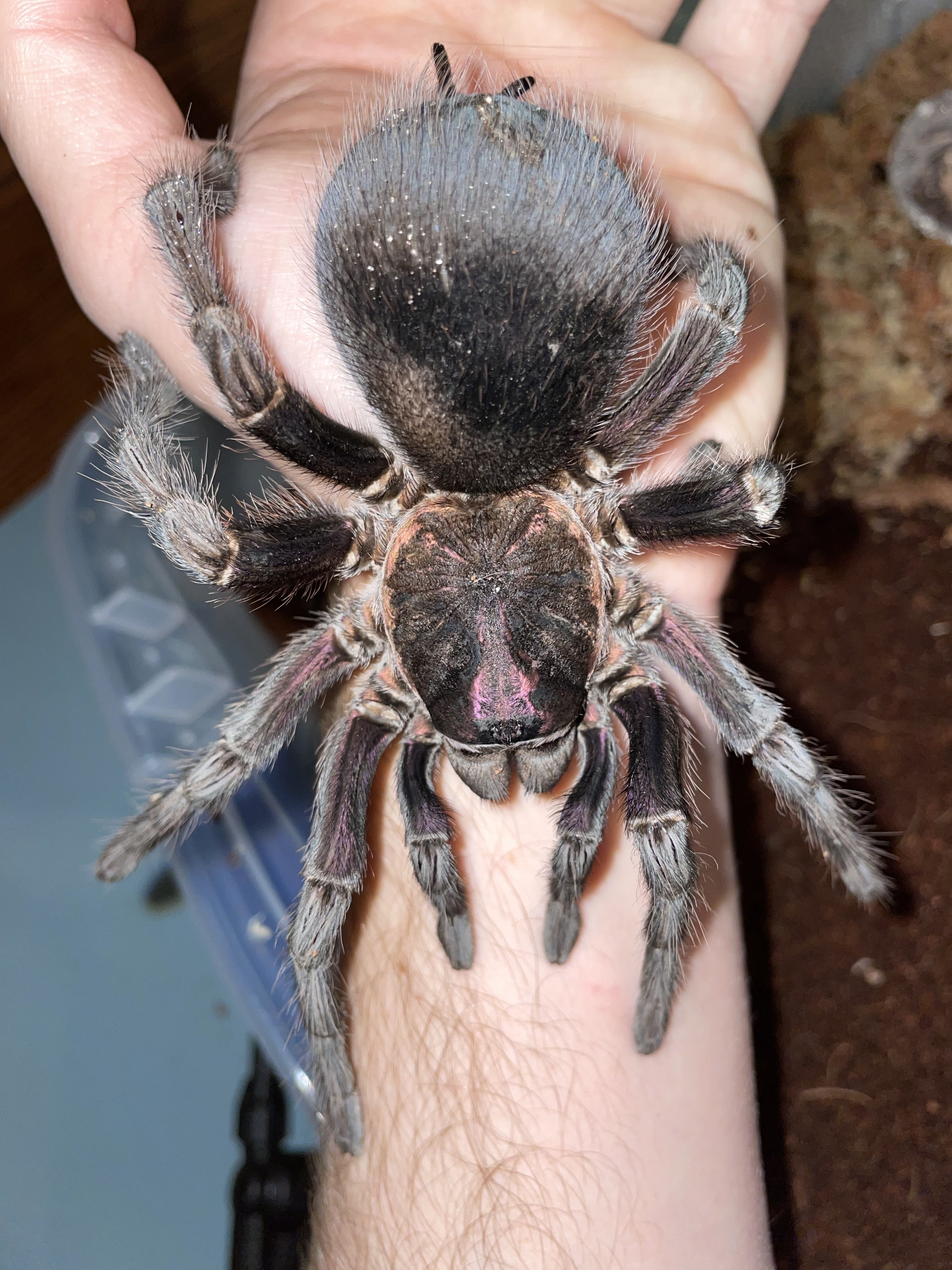 0.1 Phormictopus sp. “Dominican Purple” adult female