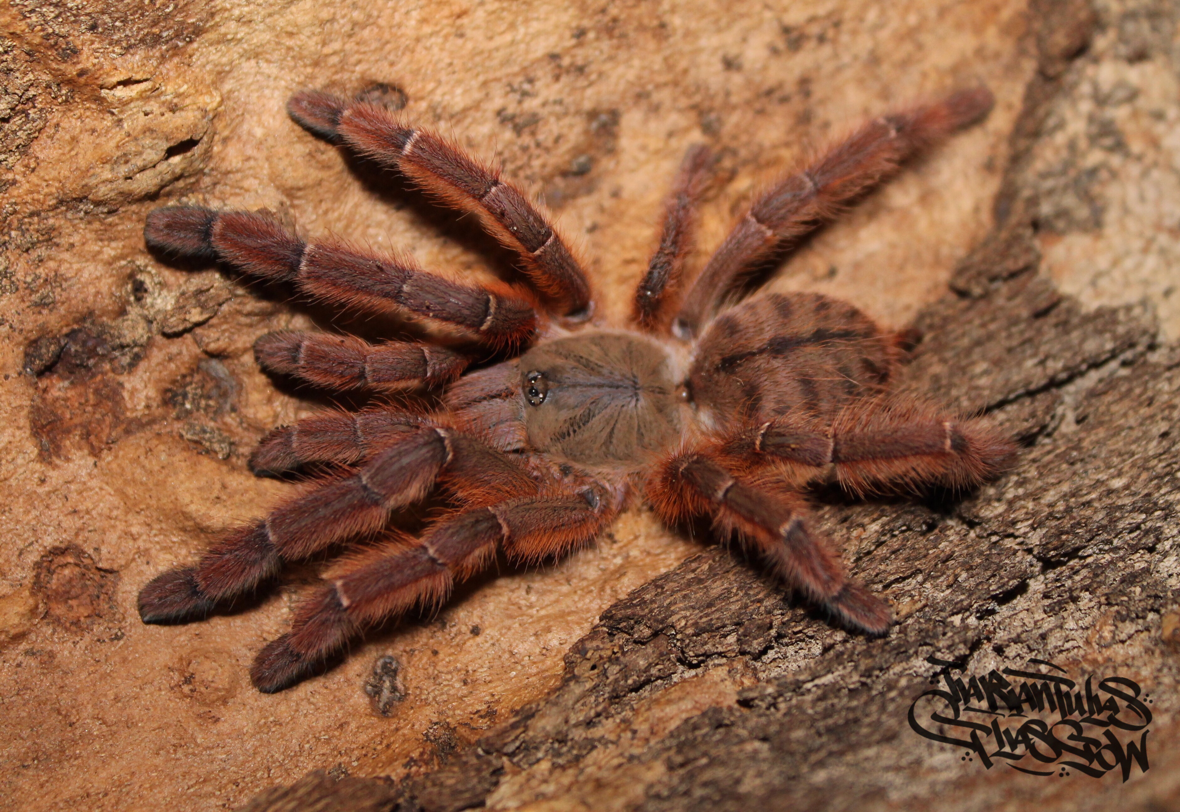 0.1 Phormingochilus sp. rufus