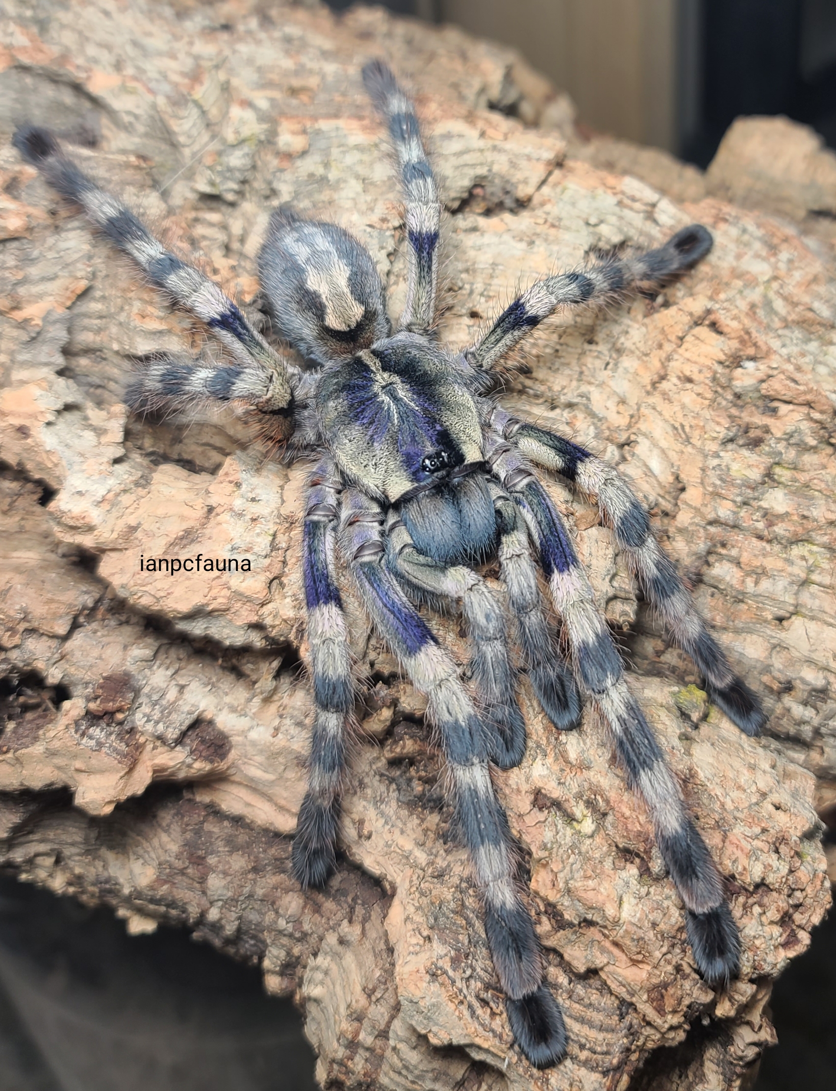 0.1 Poecilotheria formosa