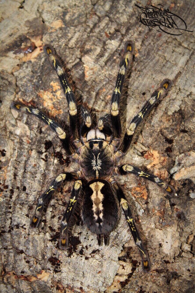 0.1 Poecilotheria subfusca