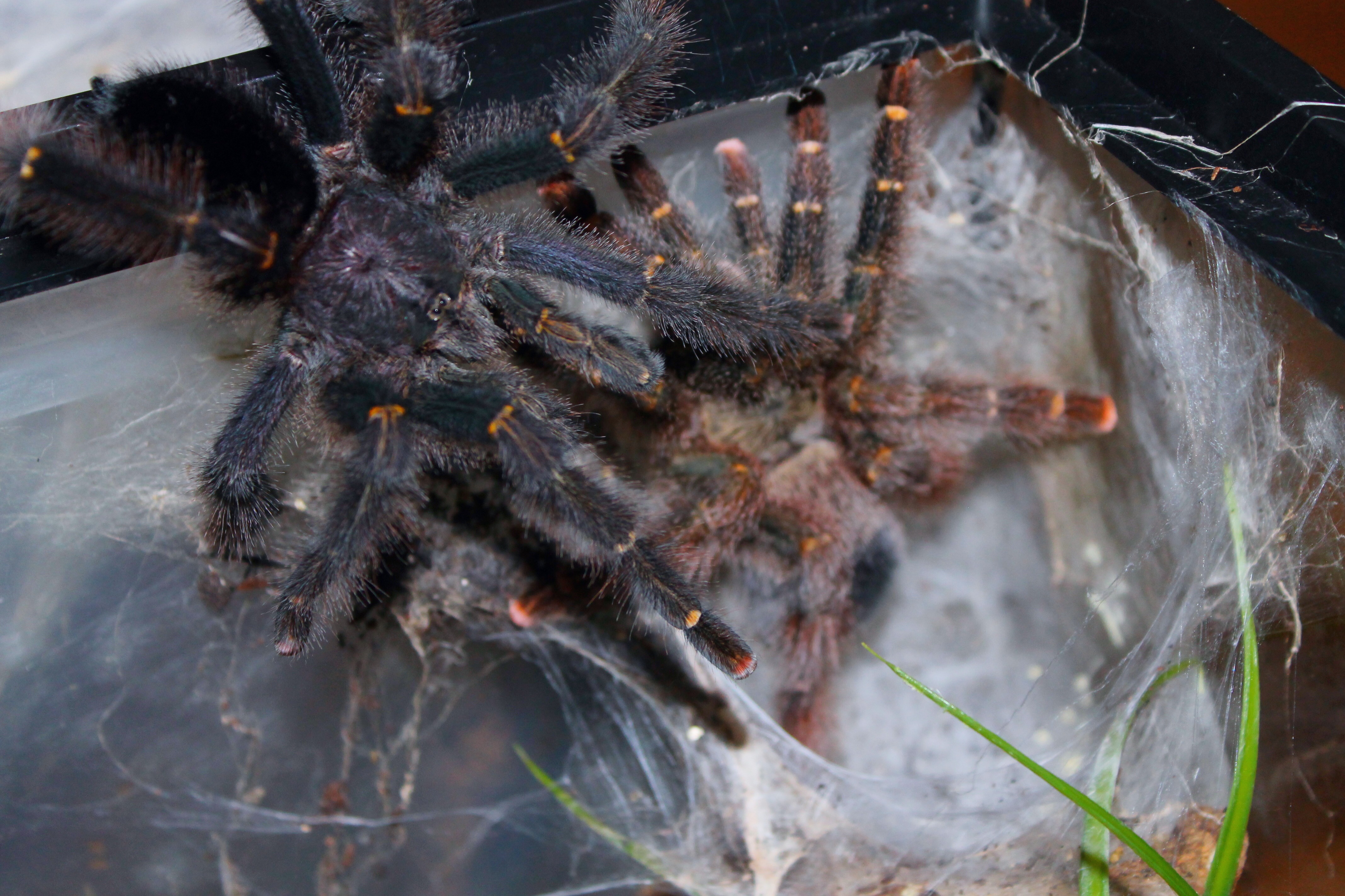 1.1 Avicularia rufa (Brasil)