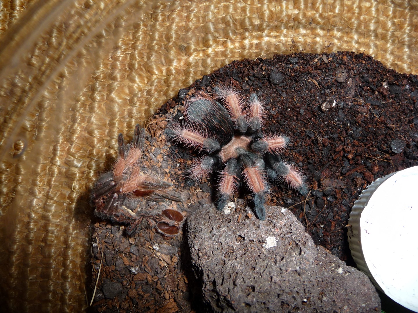 2.25" Brachypelma emilia