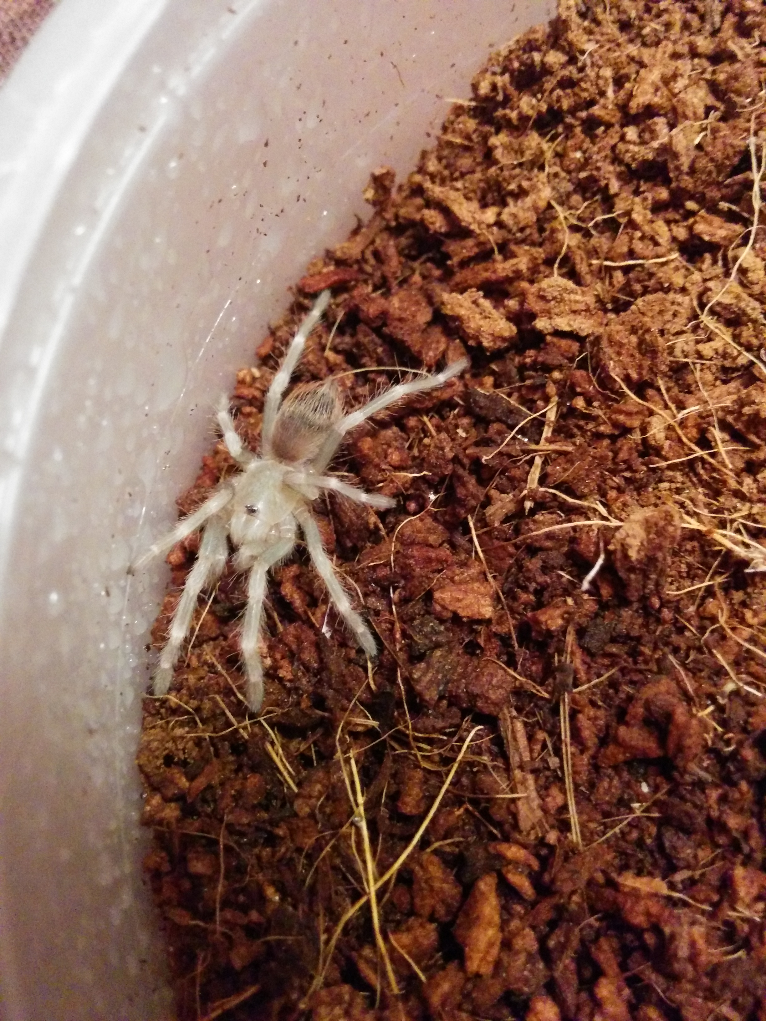 2 molts in