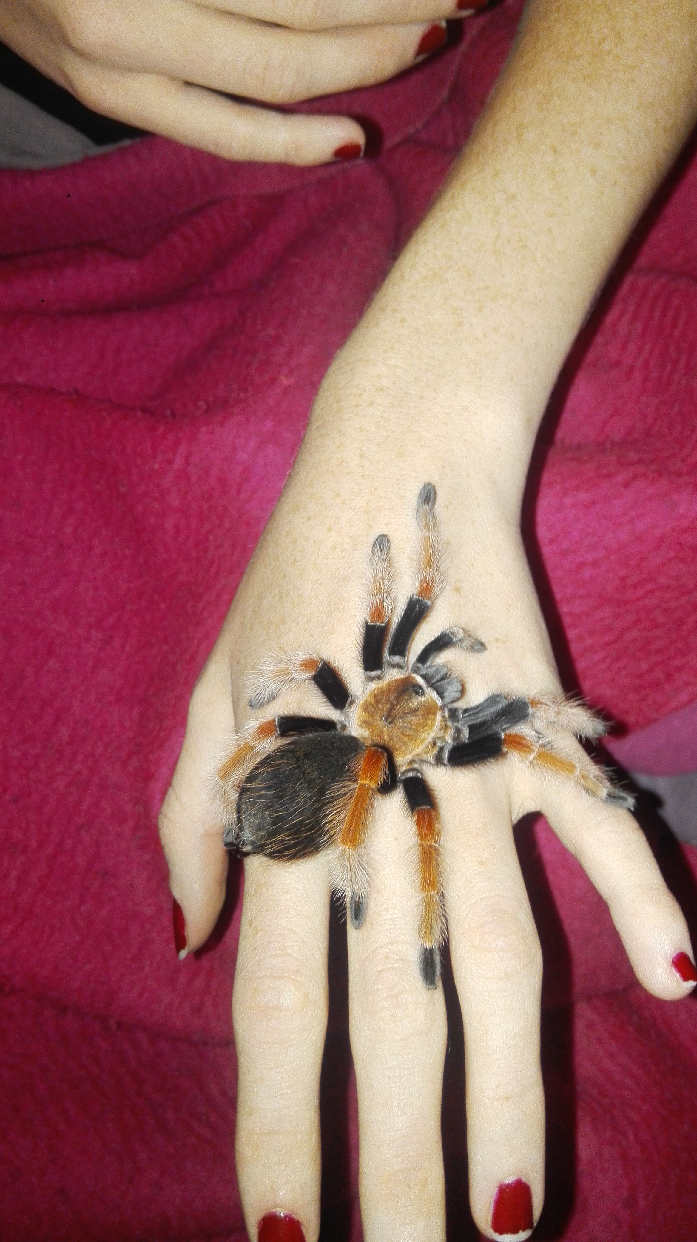 2nd of my new baby's Brachypelma Boehmei