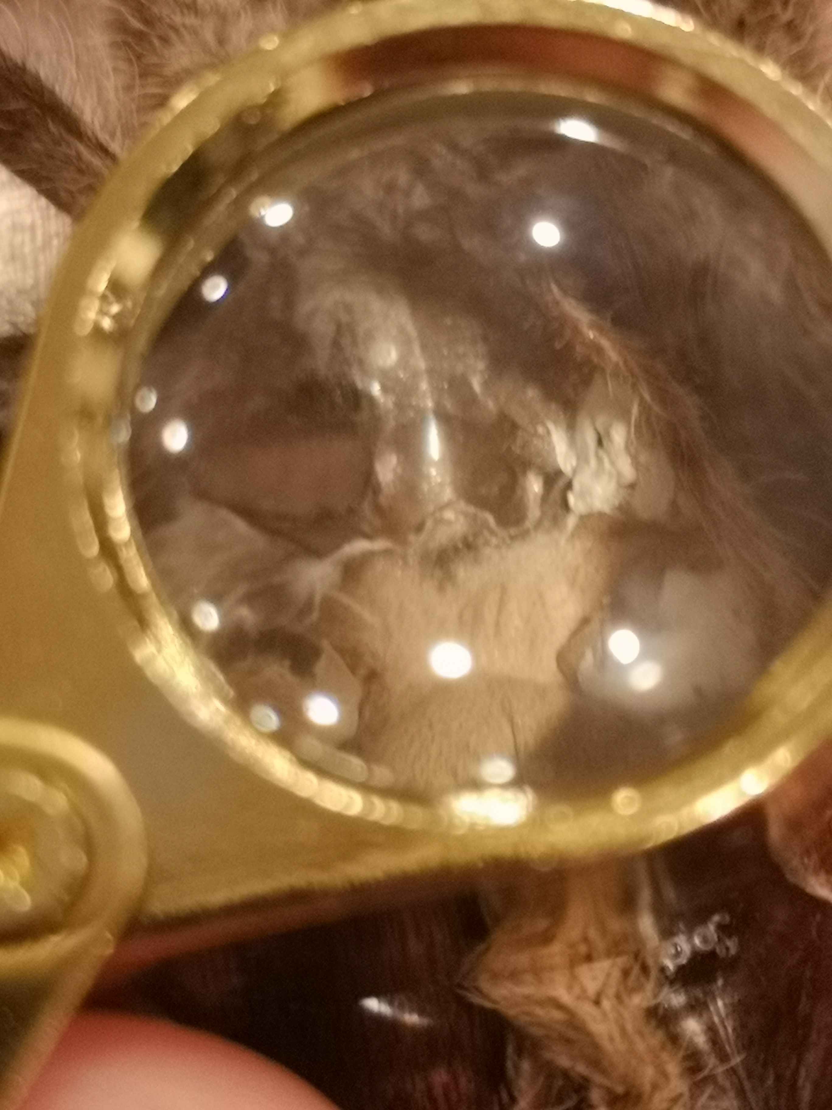 4.5" regalis, male or female?