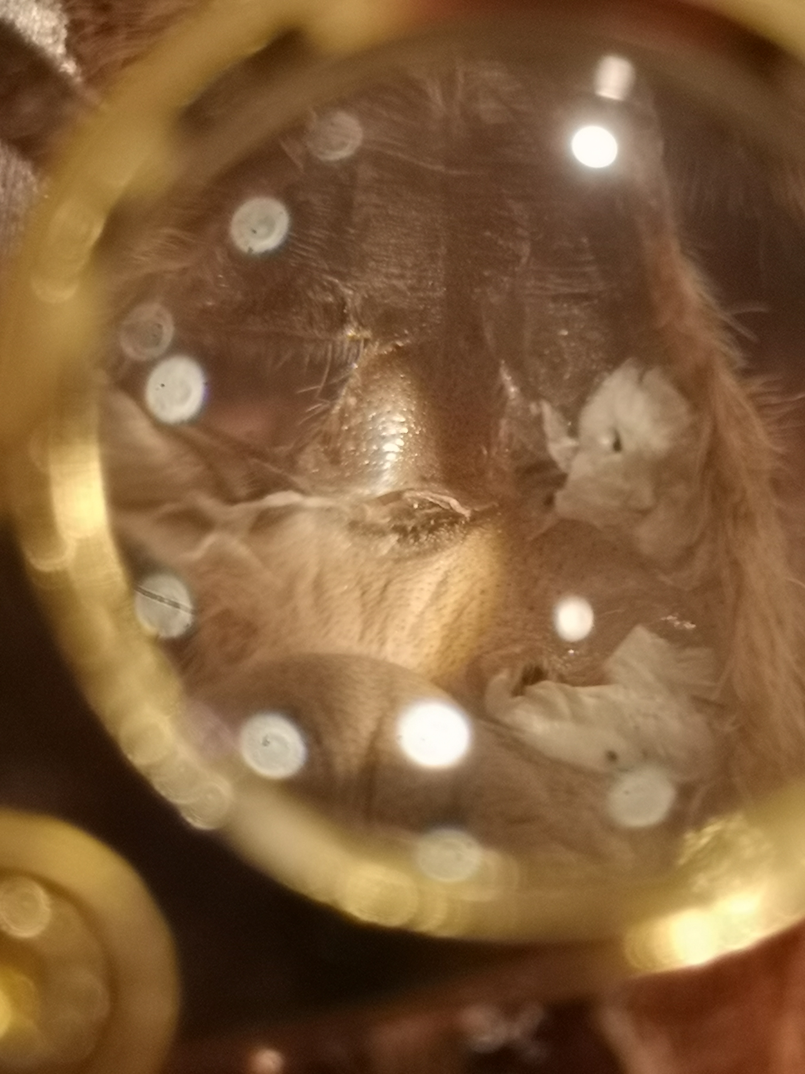 4.5" regalis, male or female?