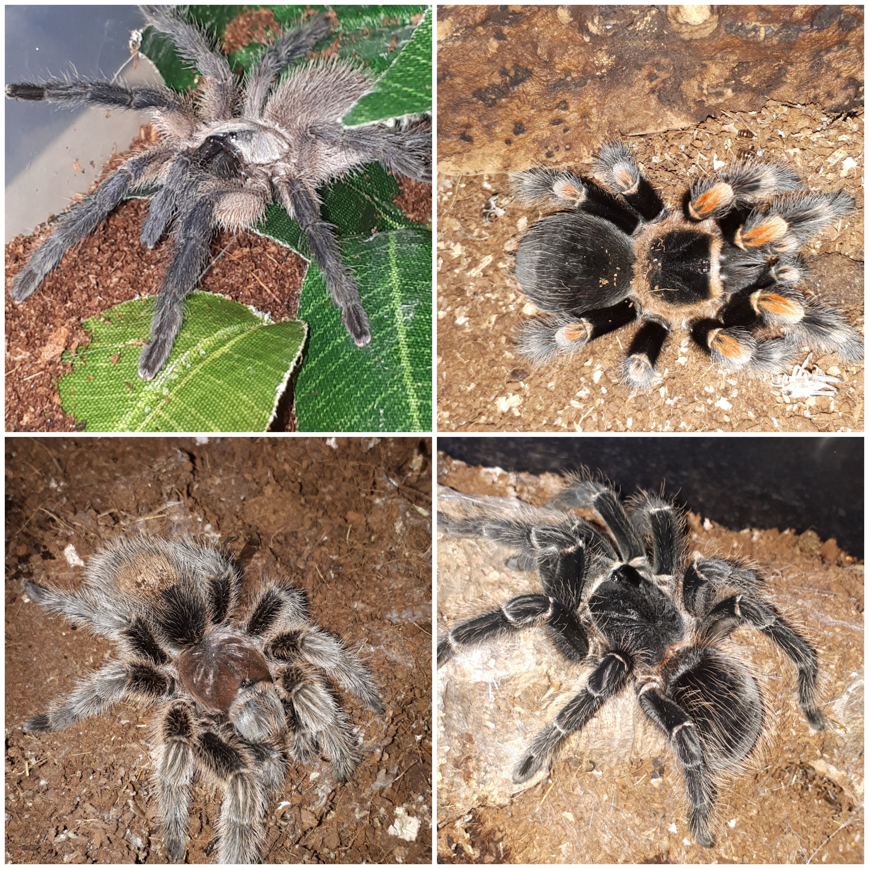 4 new additions collected today