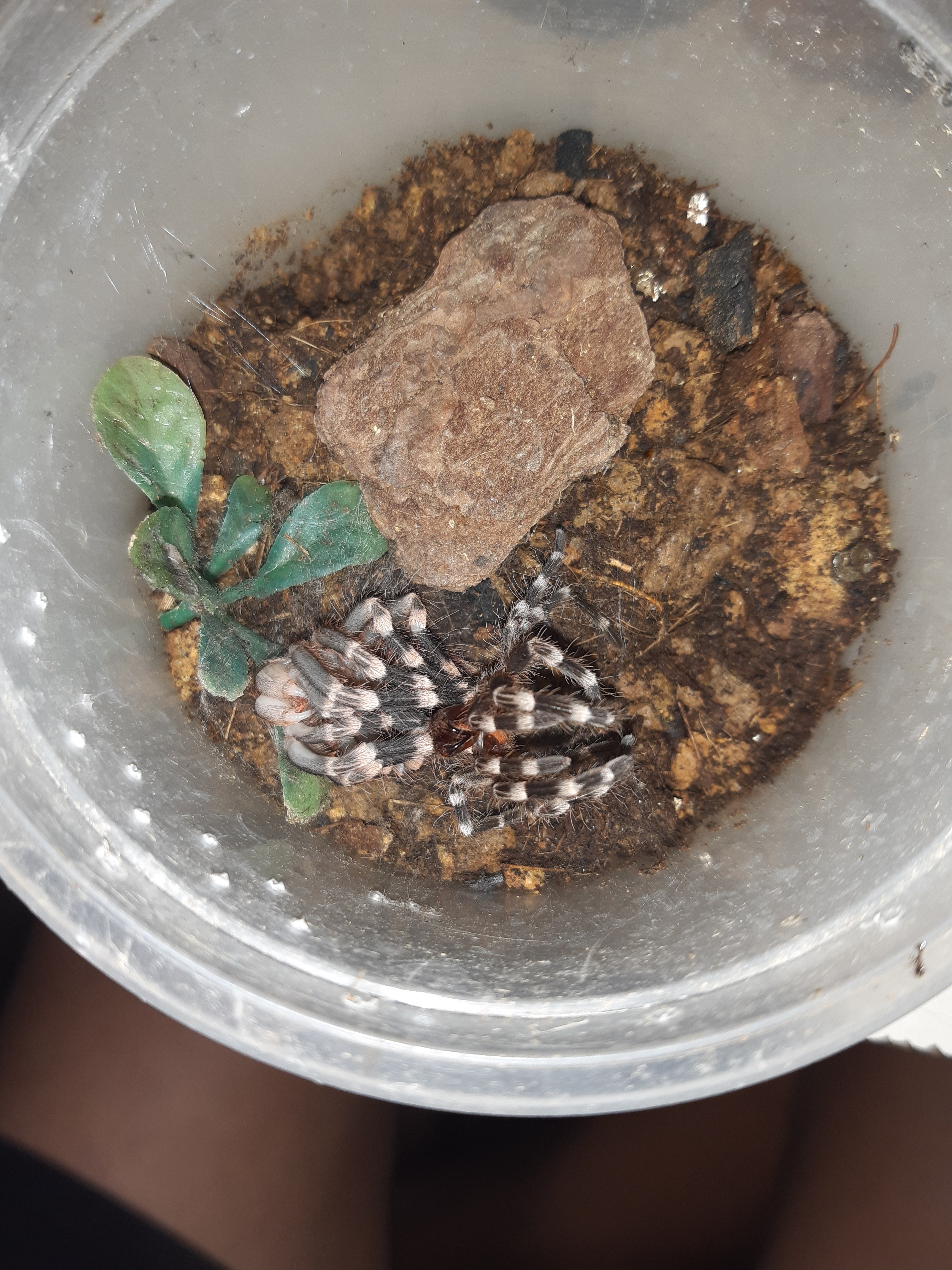 5cm Acanthoscurria geniculata confirmed female