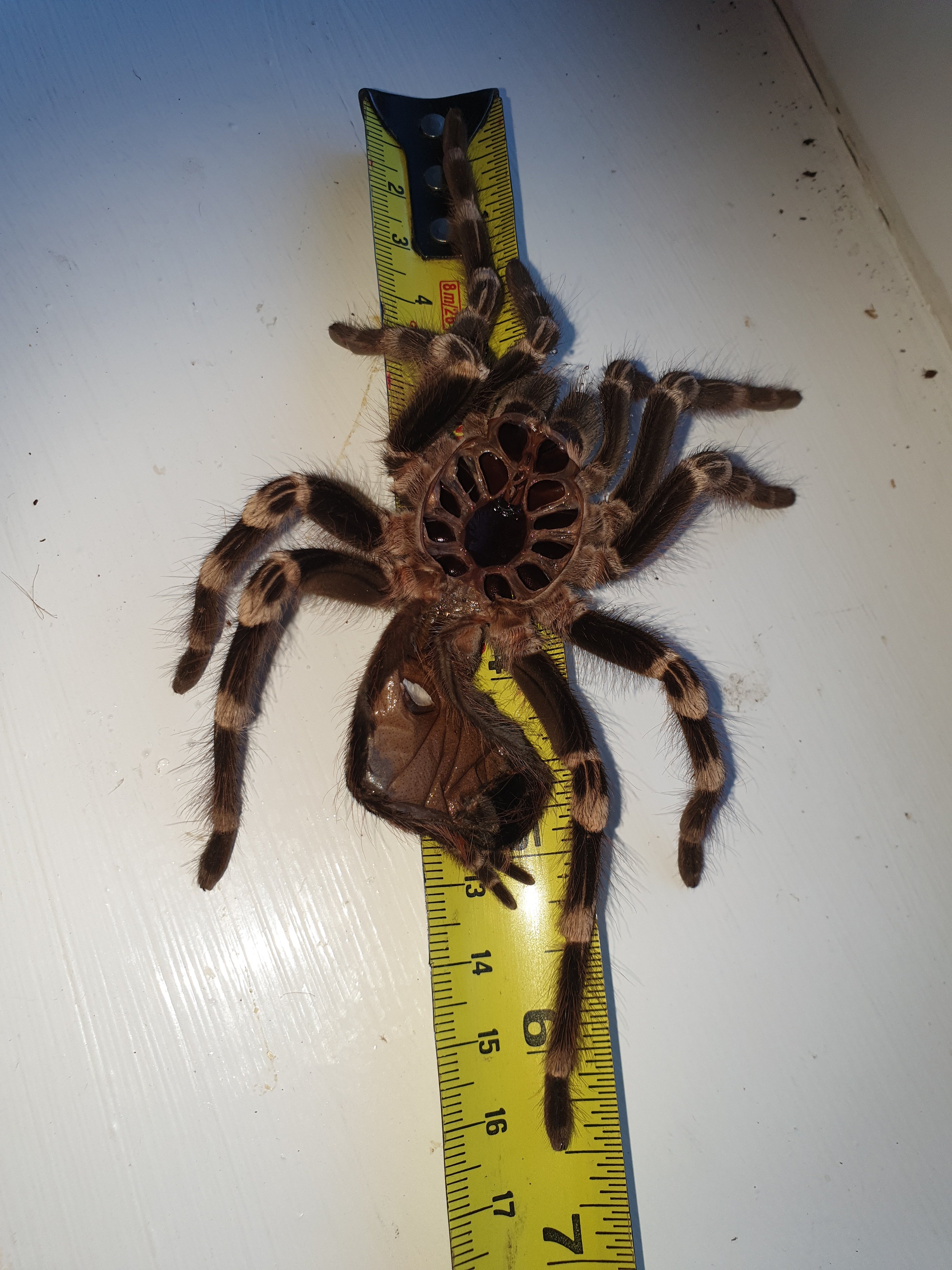 6.5 inches of hairy awesomeness