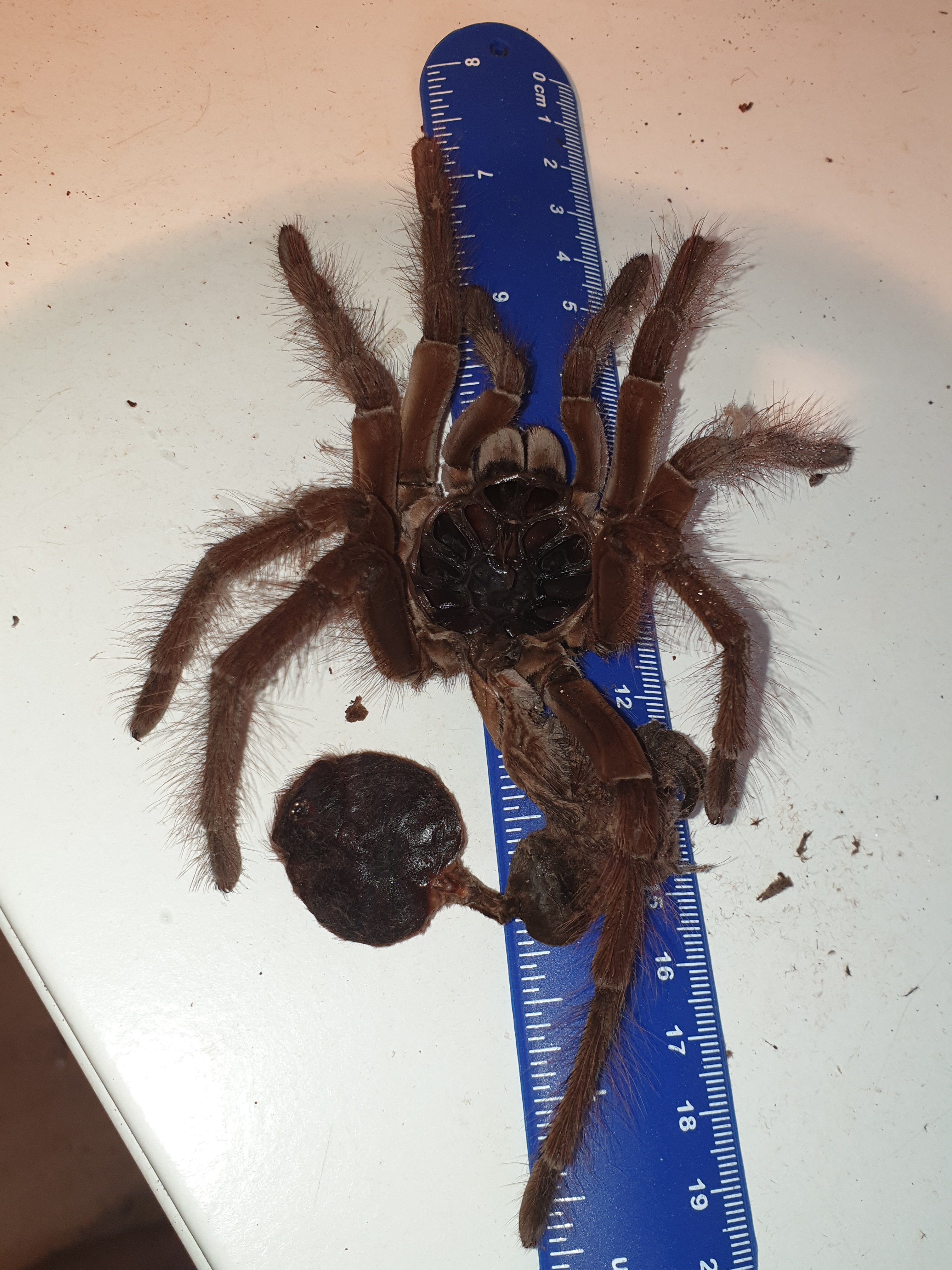 7.5 inches of hairy awesomness