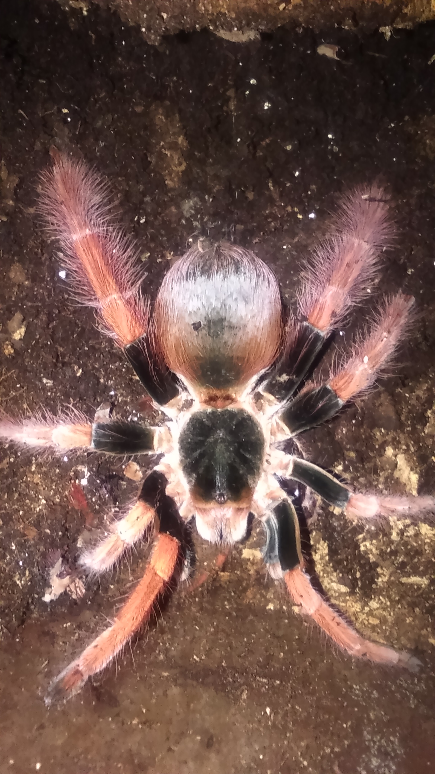 7-8" M. robustum female