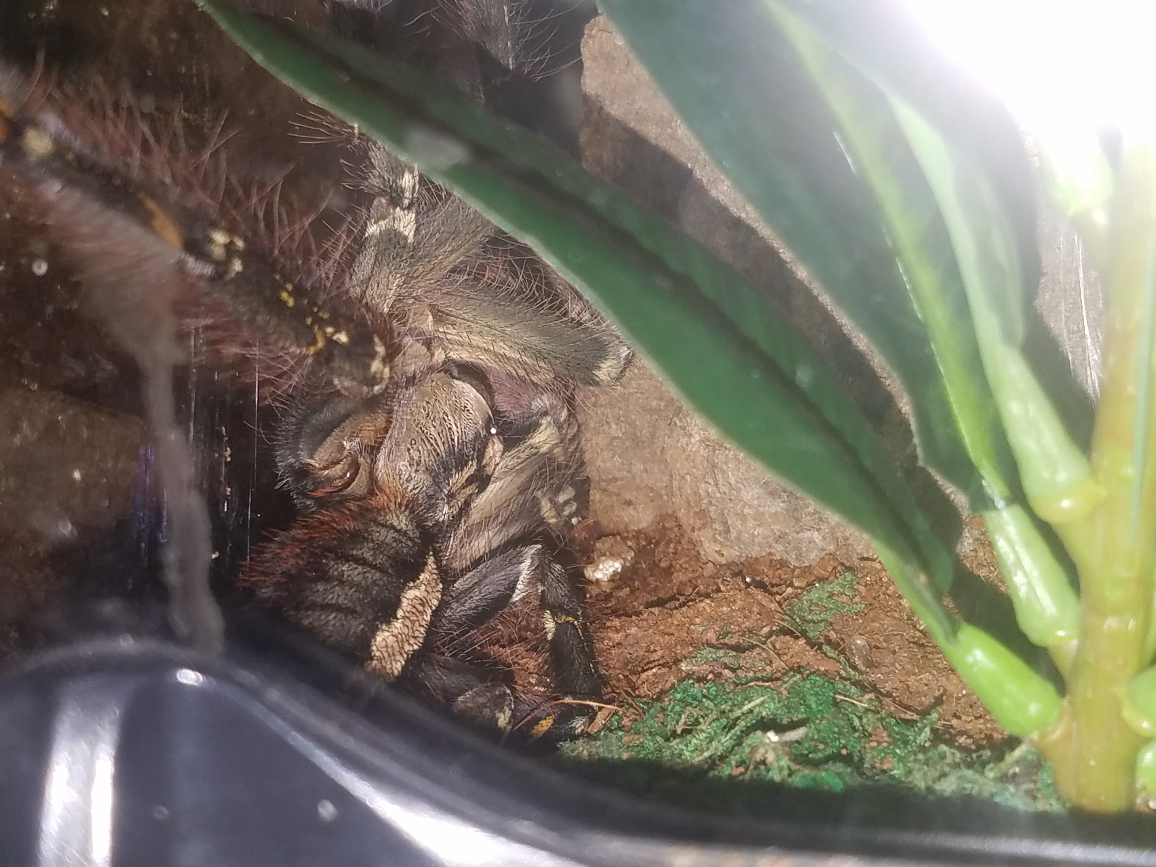 8" female Ornata "Spindra"