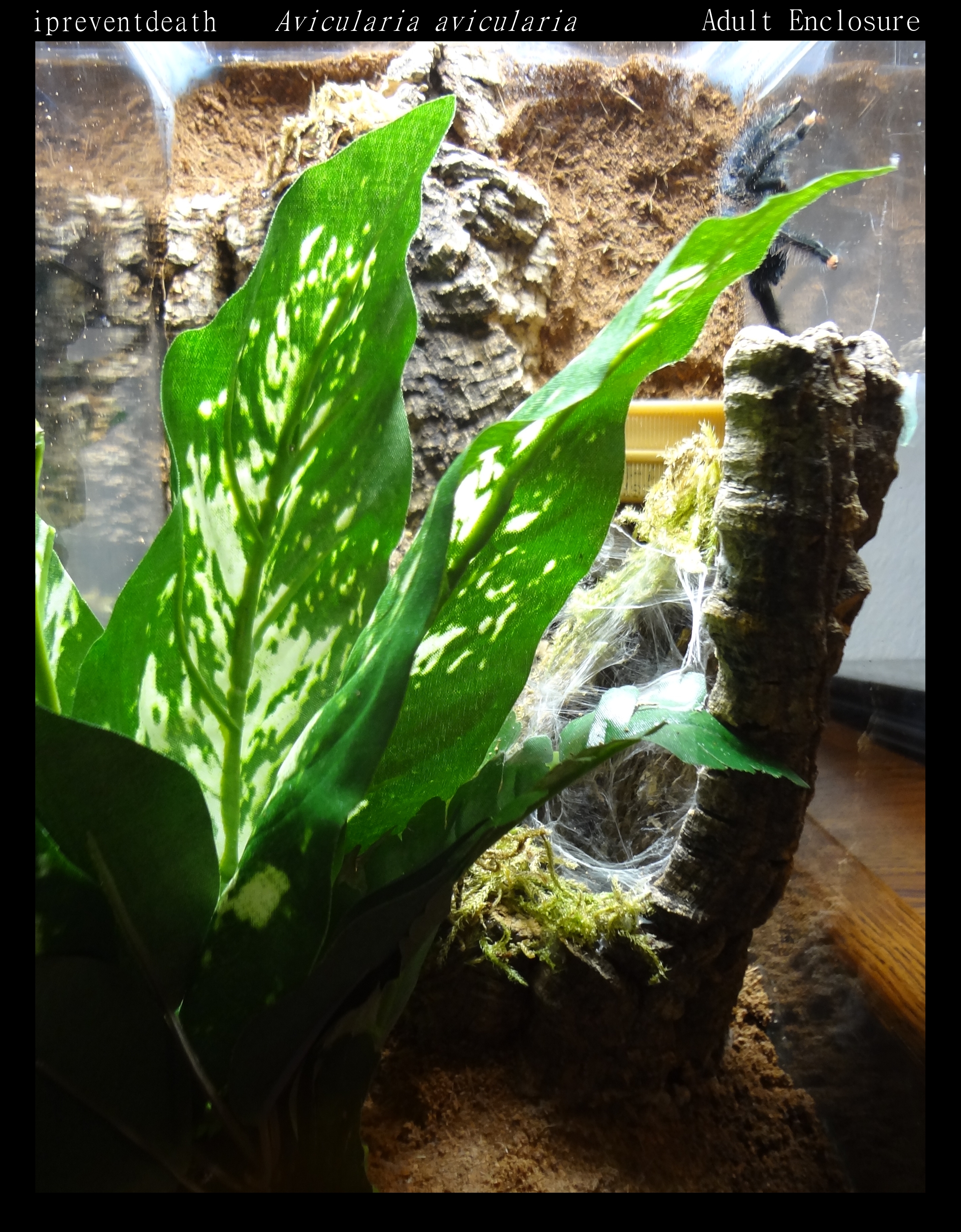 A. avicularia Adult Enclosure