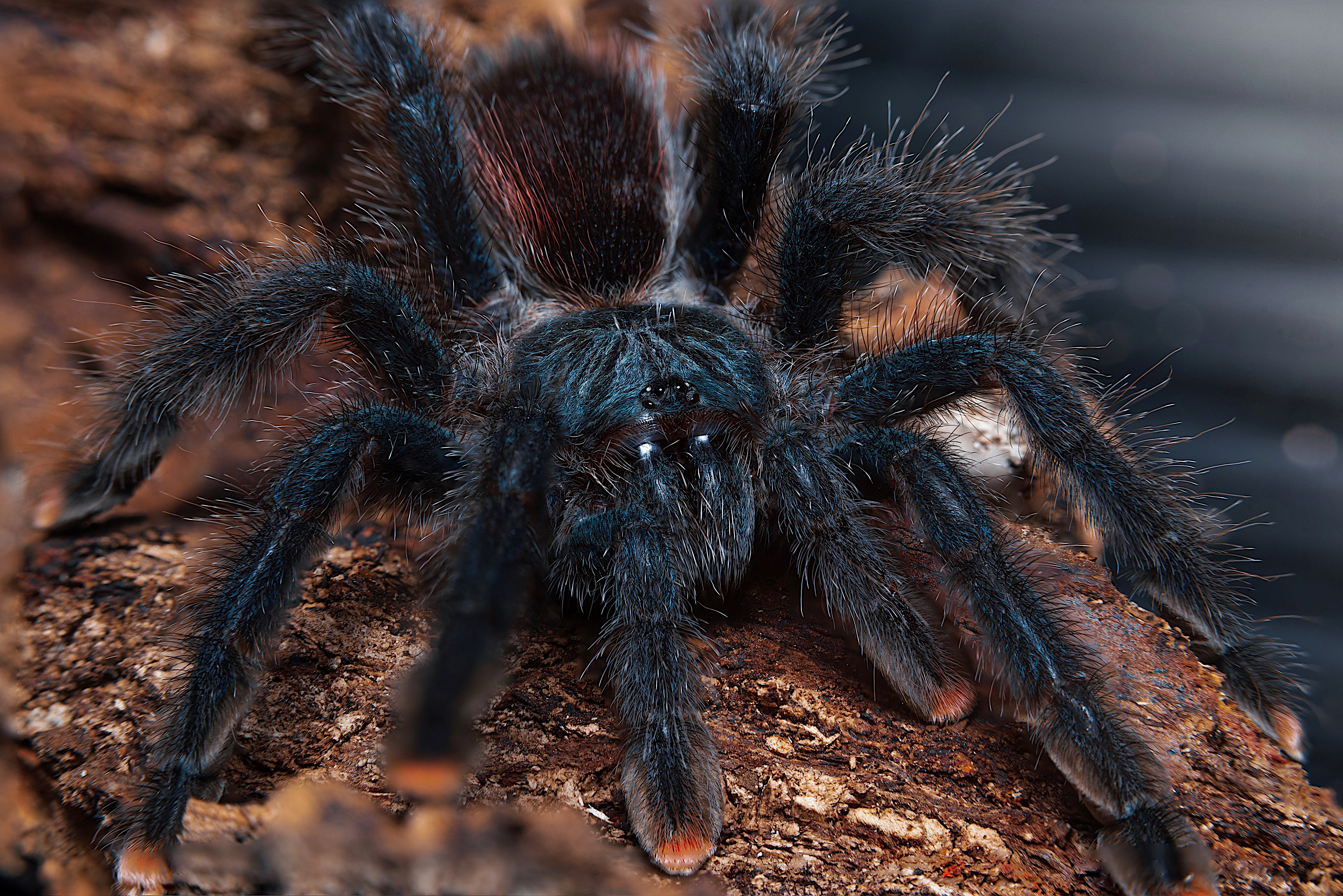 A. Avicularia