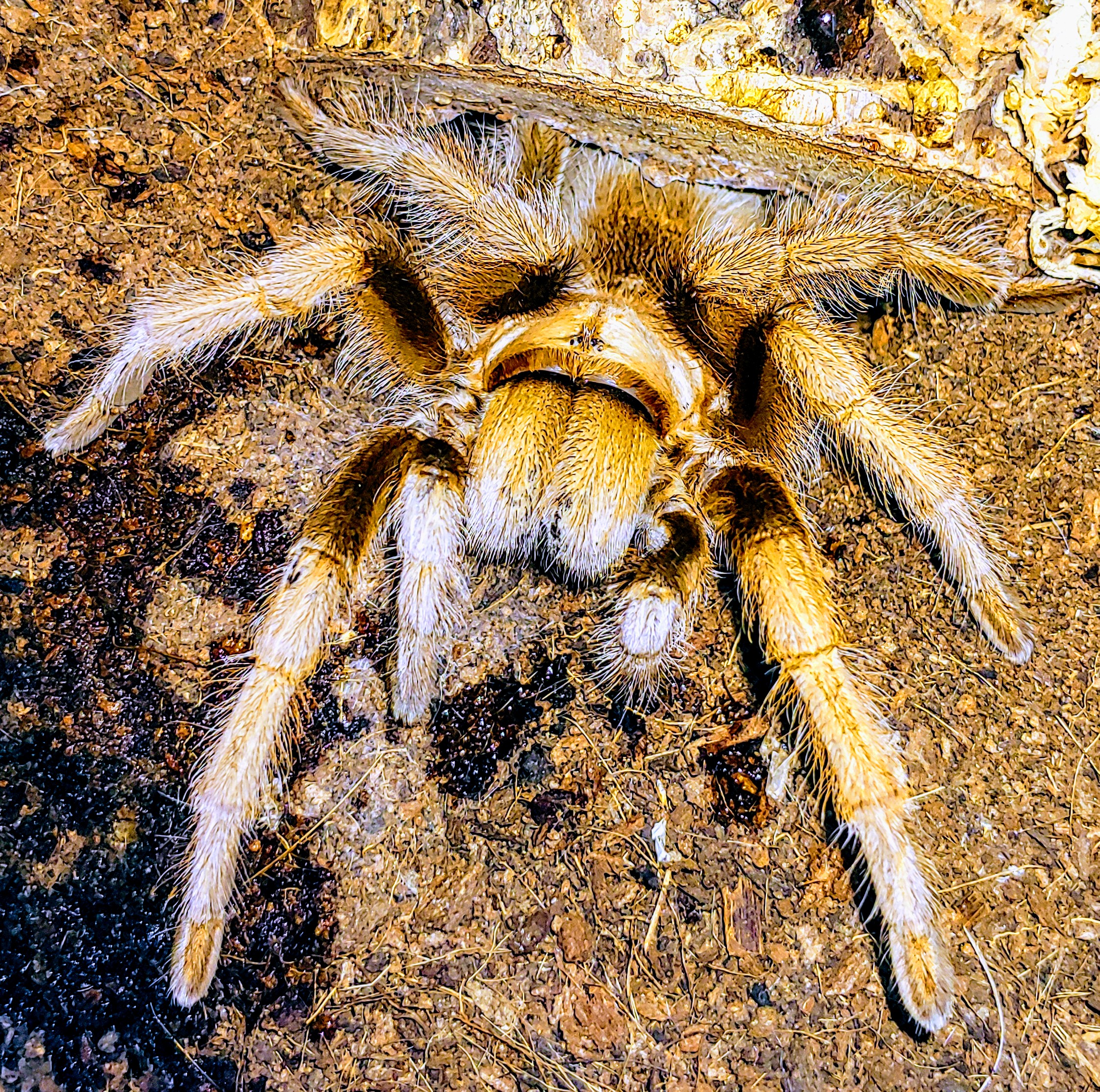A.chalcodes