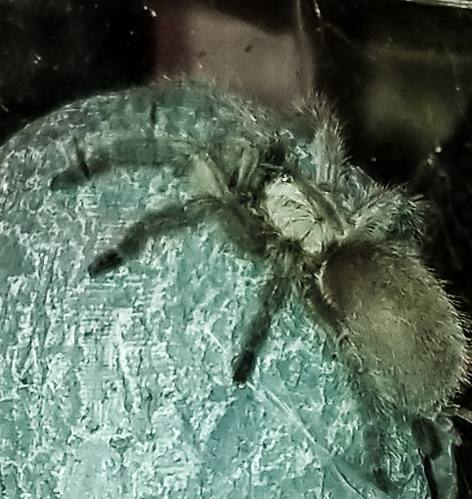 A day or two later m balfouri