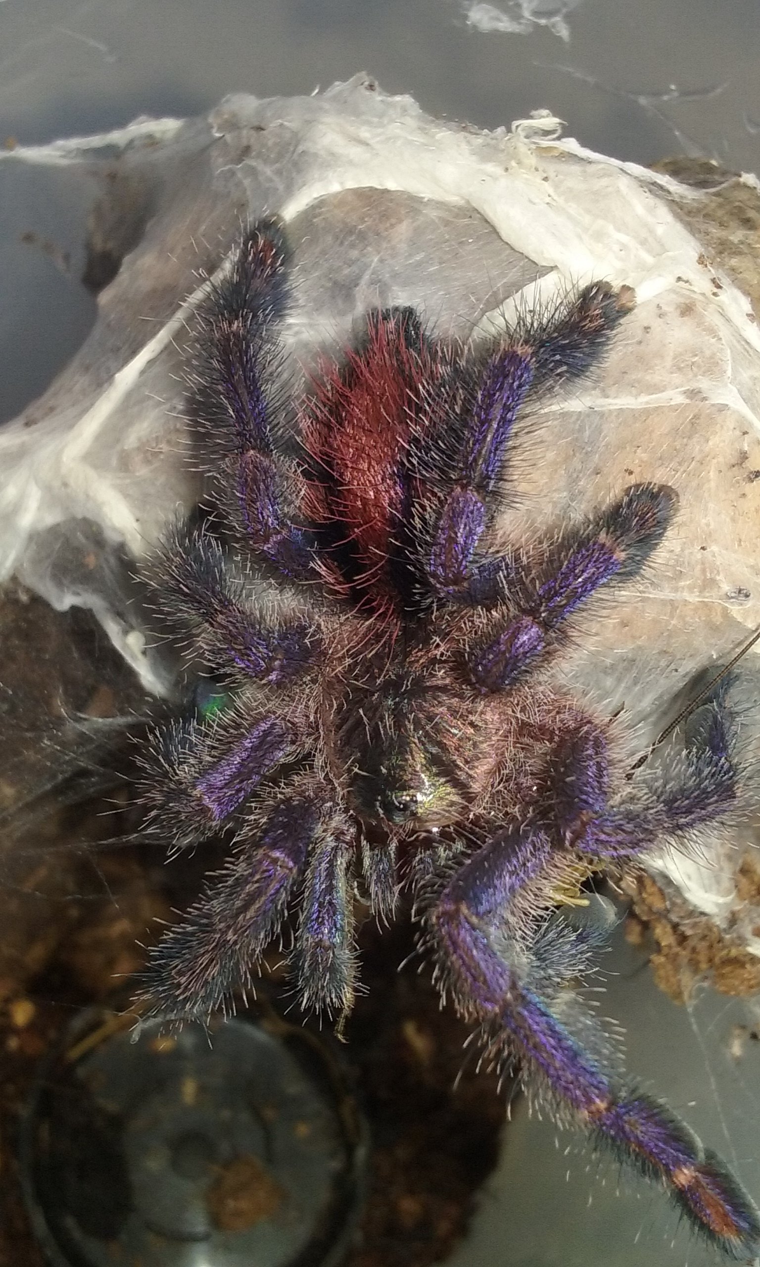 A. Diversipes (Tooaz)