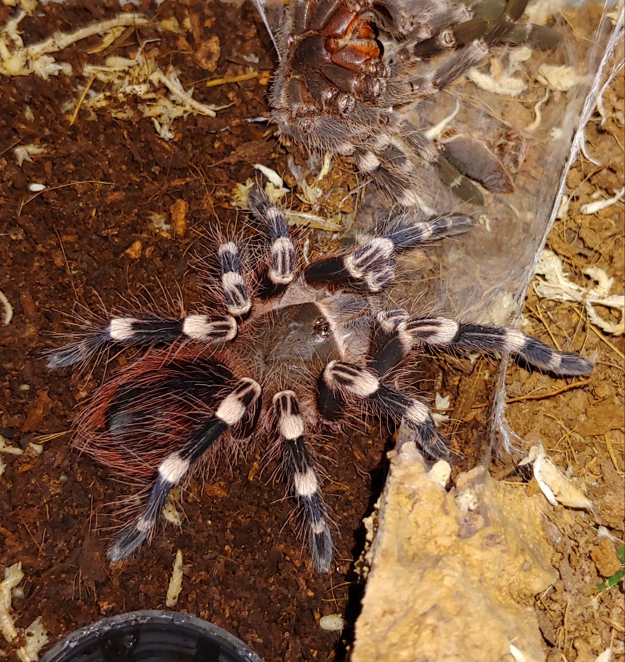 A.genic freshly molted