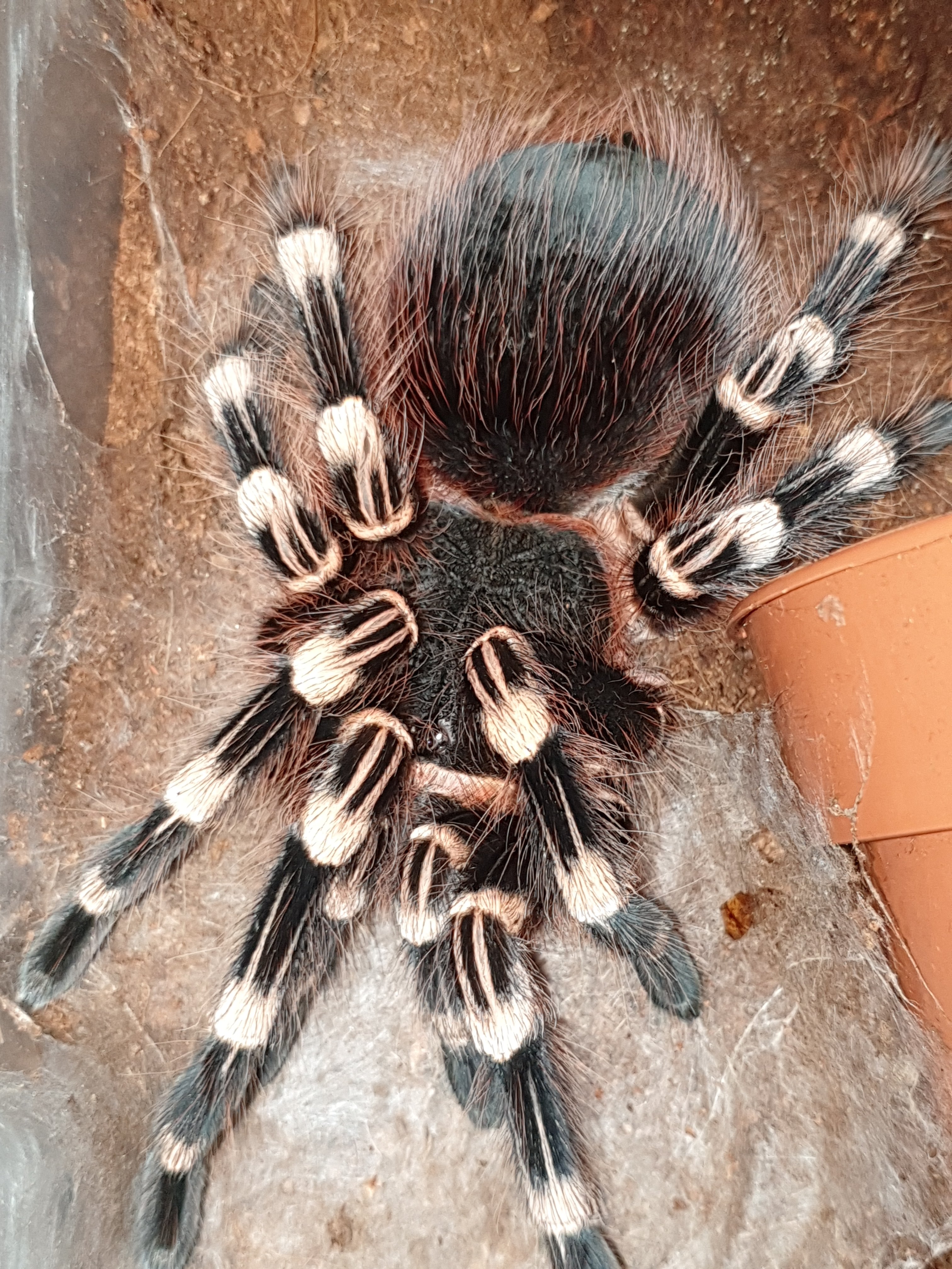 A genic SA Female (Nikki)