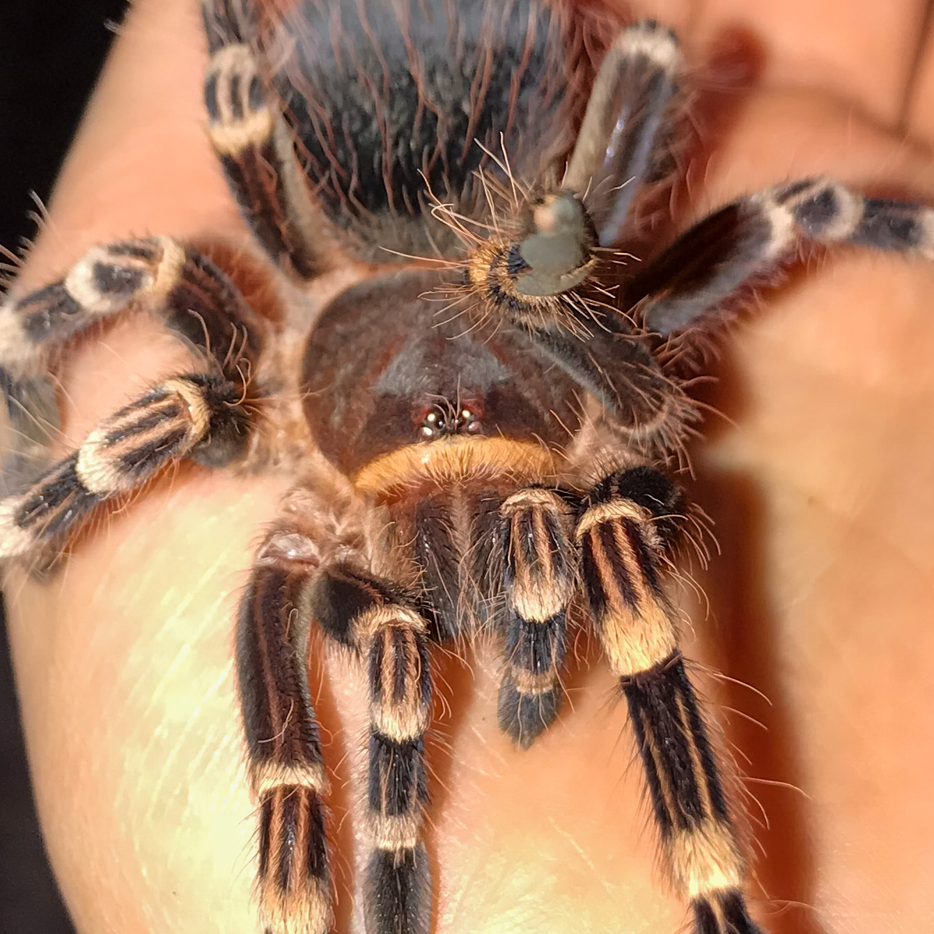 A geniculata “Nova”