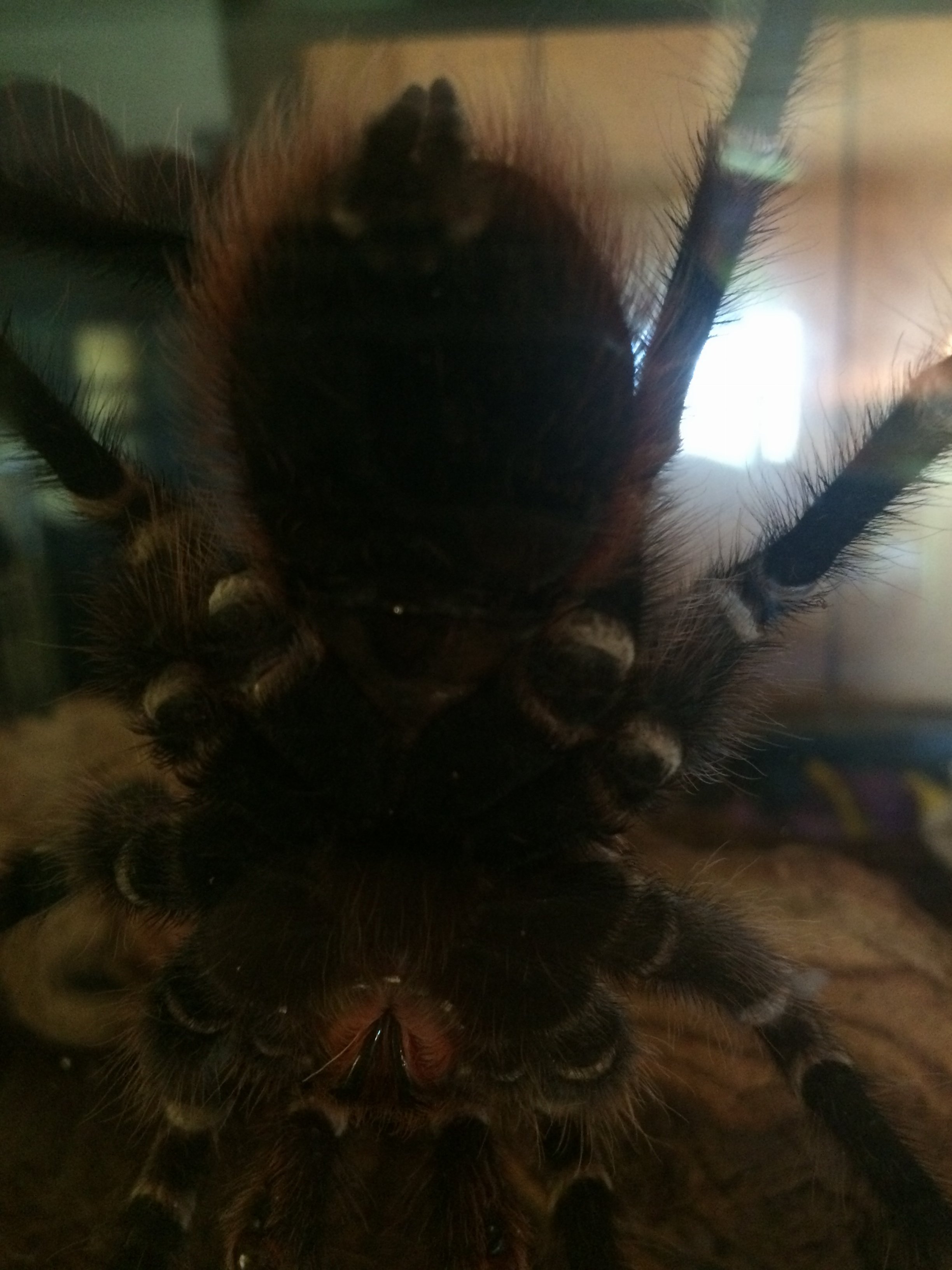 A Geniculata. (Dale)