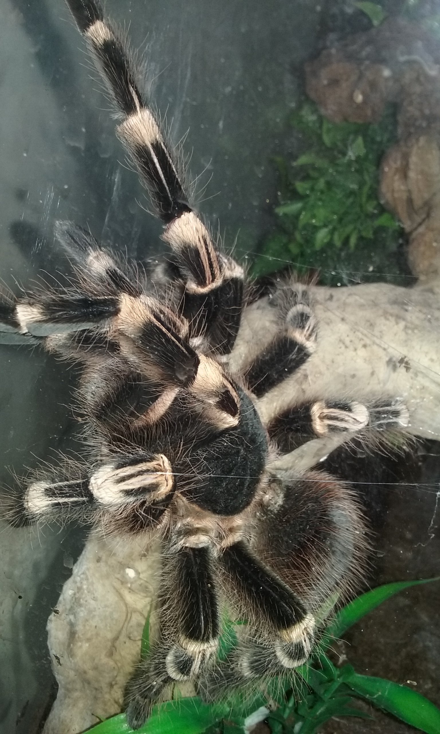 A. Geniculata  (Genie) on walkabout