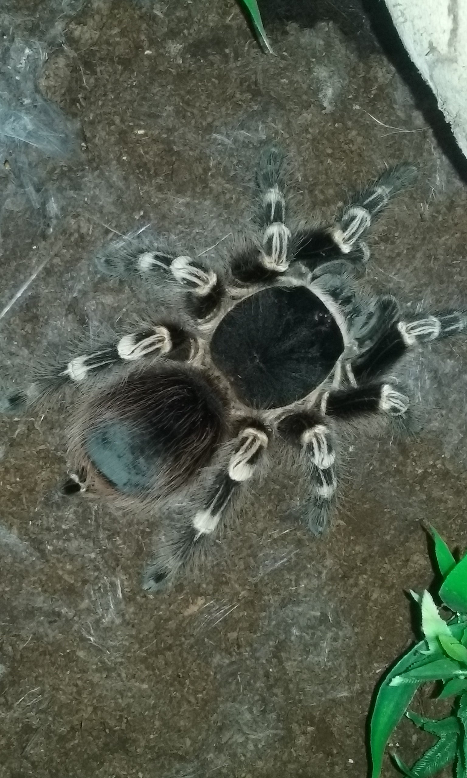 A. Geniculata
