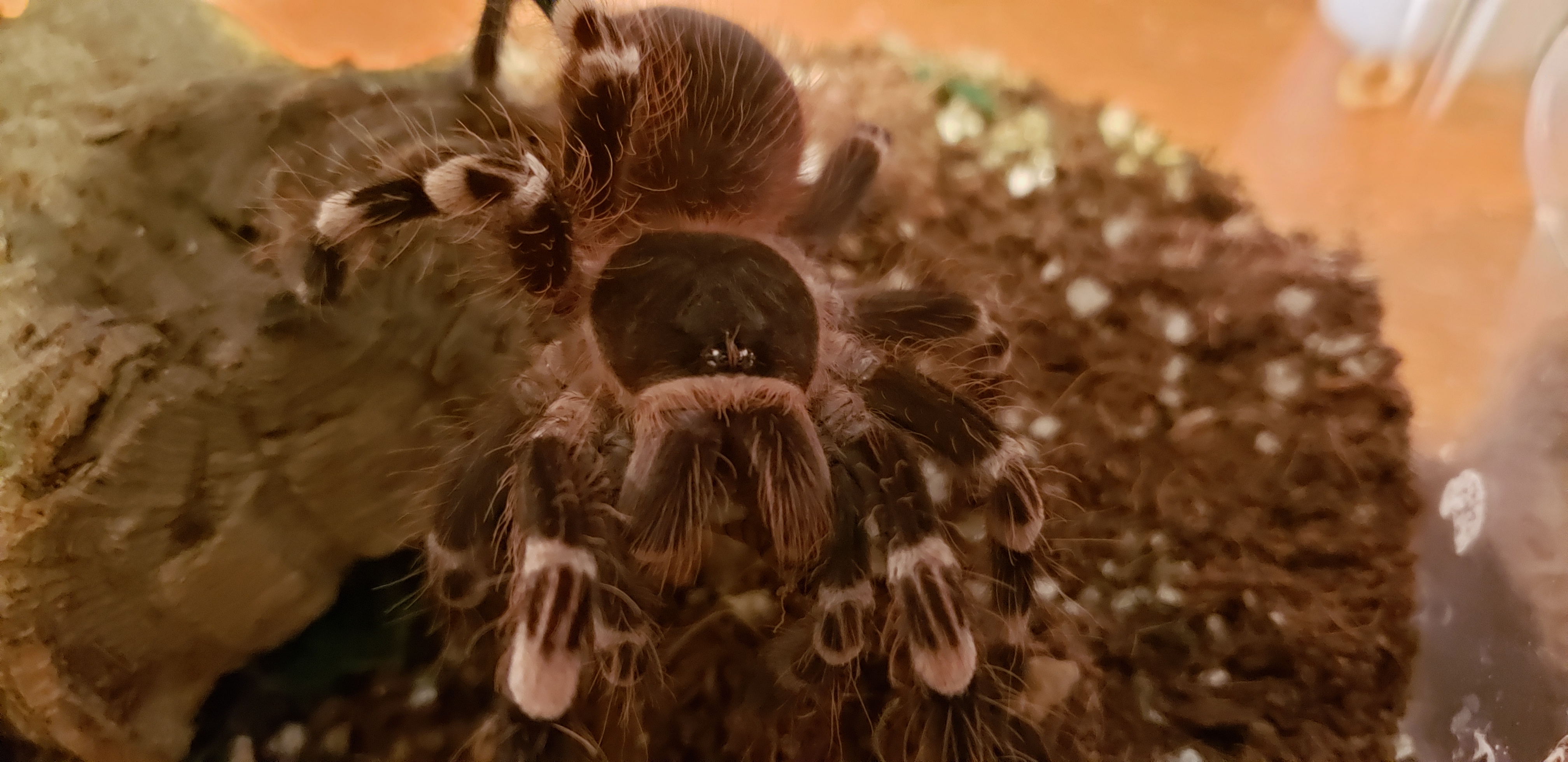 A. geniculata