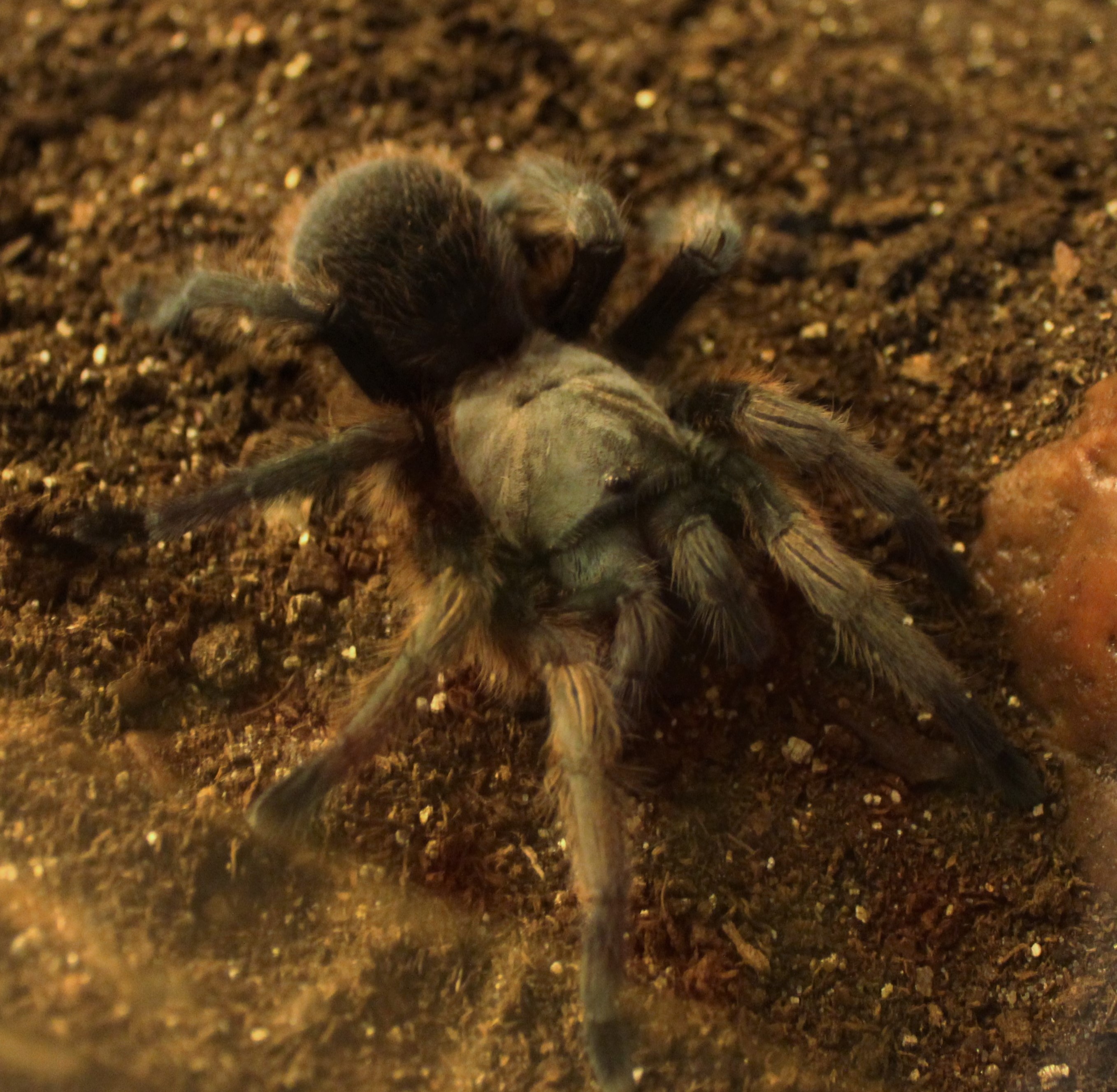 A. Hentzi 9 days after molt