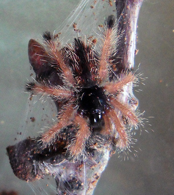 A. Metallica Sling