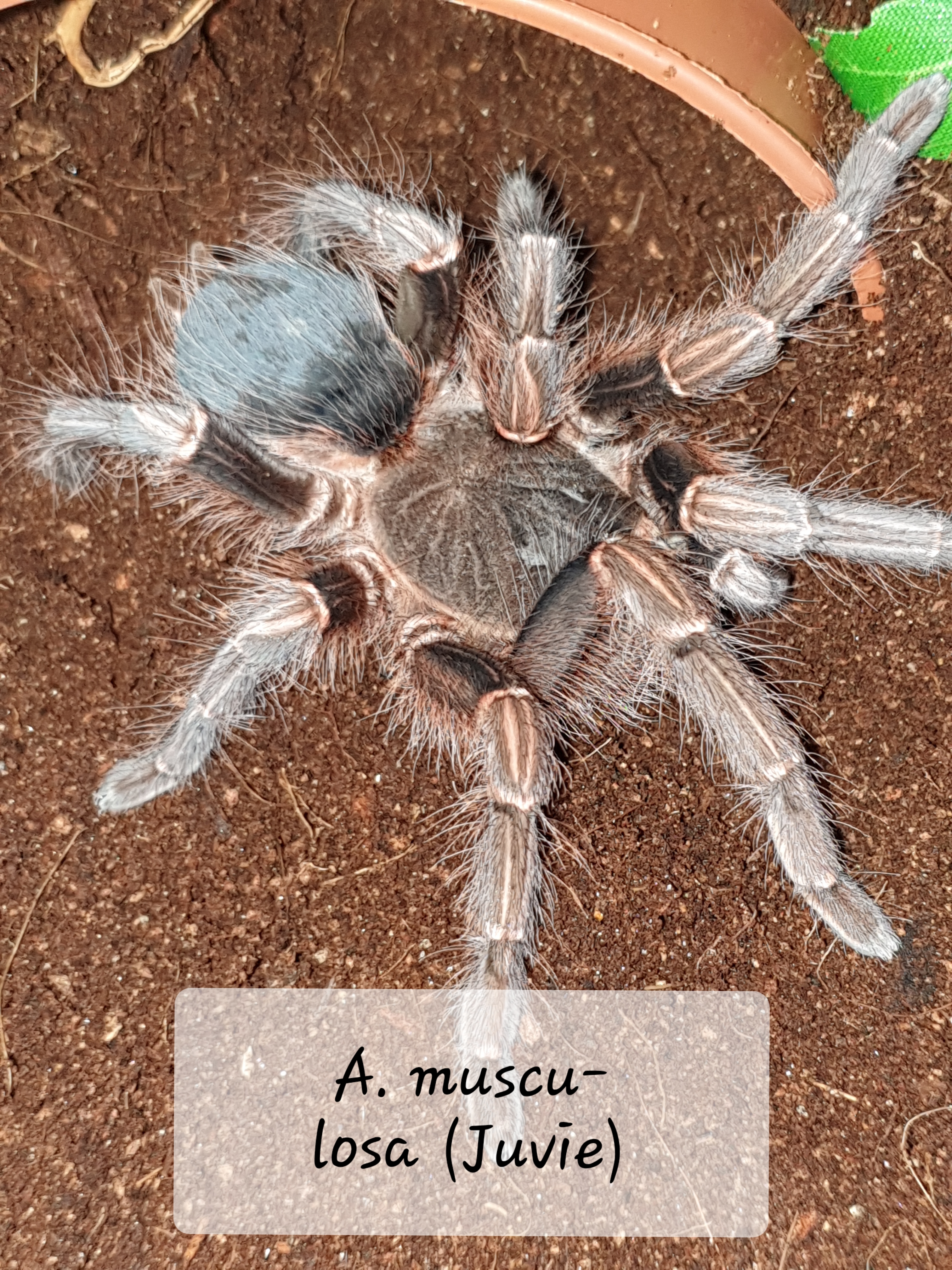 A. musculosa